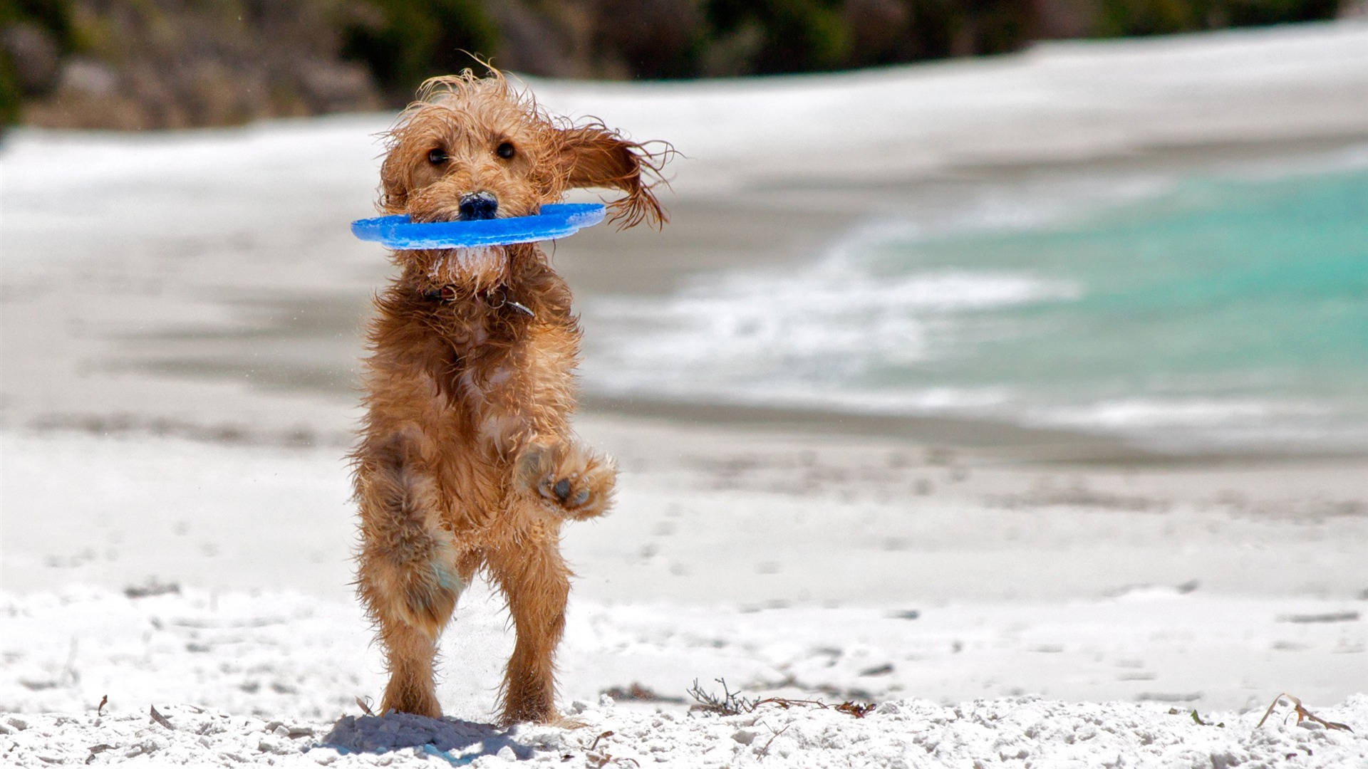 Poodle Dog Catching An Ultimate Frisbee Disc Background