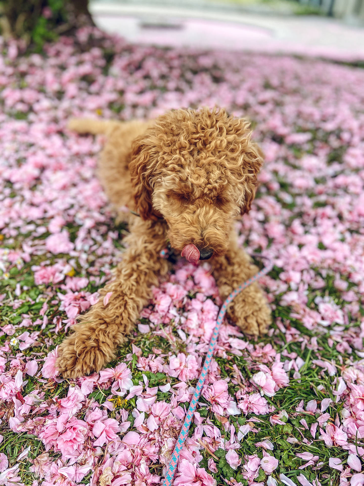 Poodle On Pink Flower Petals Background