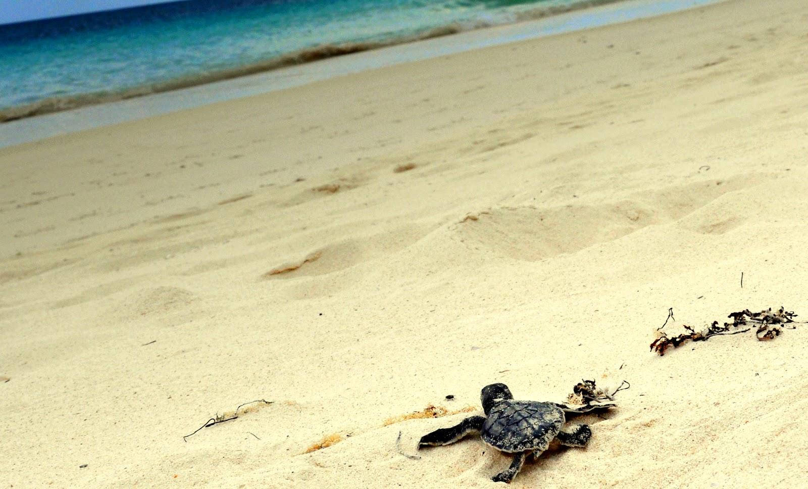 Poor Sea Turtle Crawling Toward The Ocean