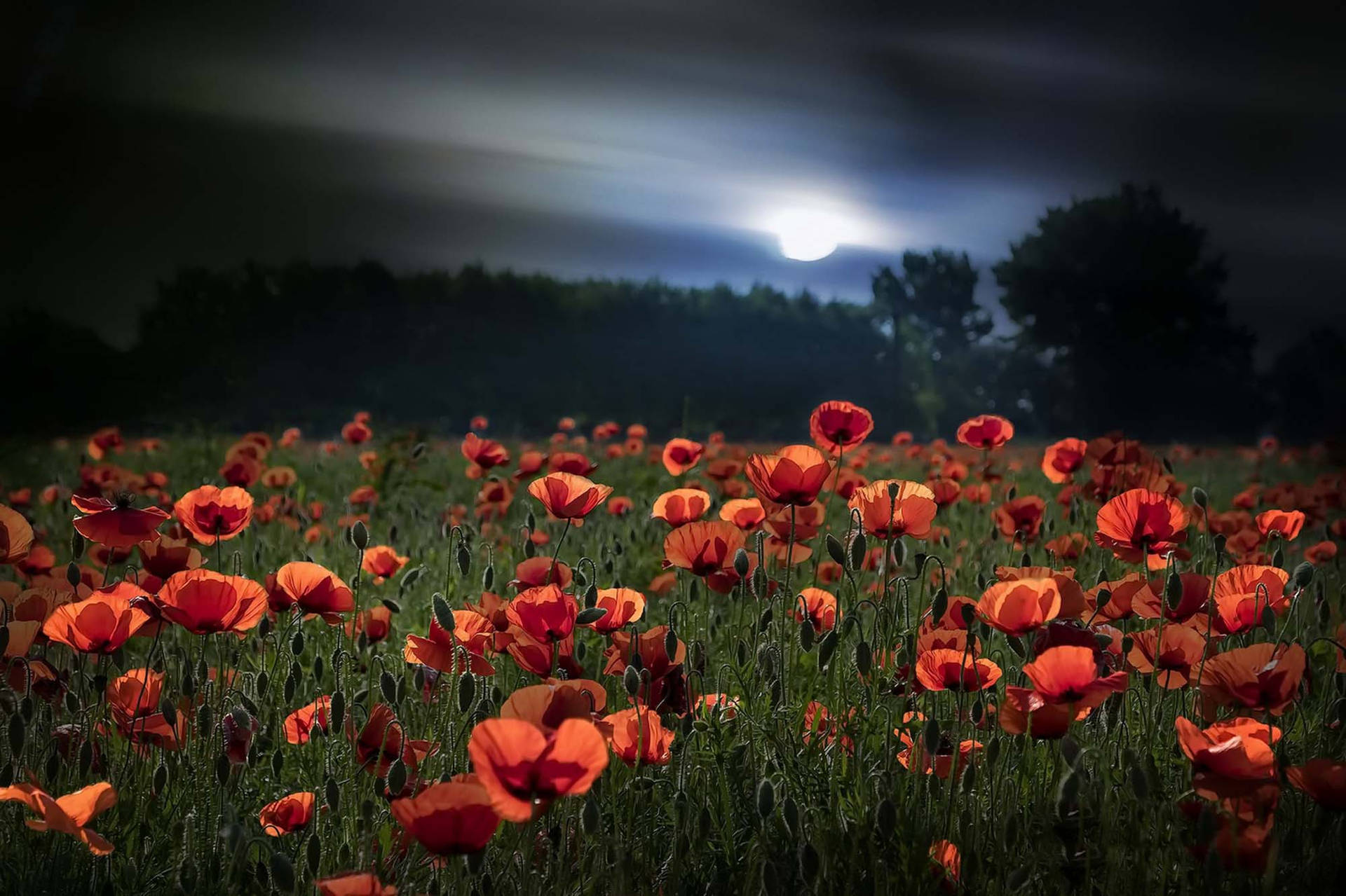 Poppies At Night Background