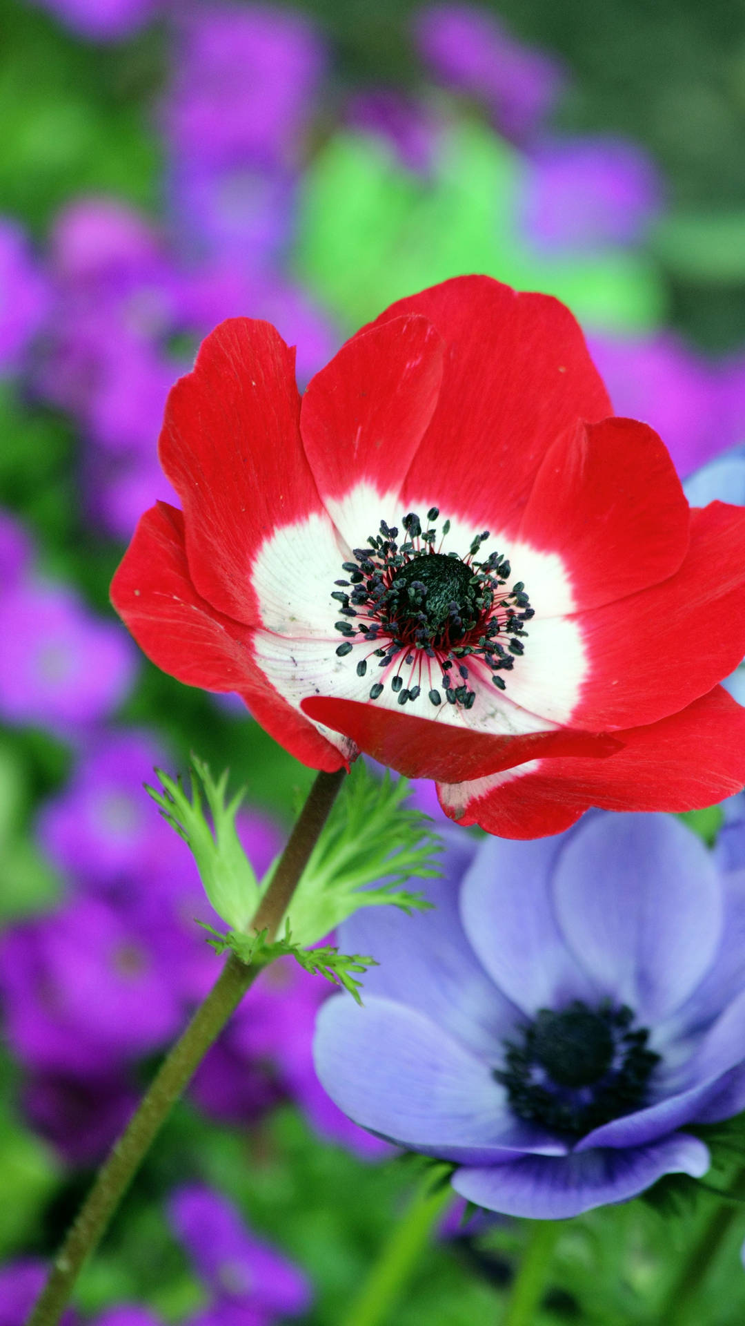 Poppies Flower Mobile Background