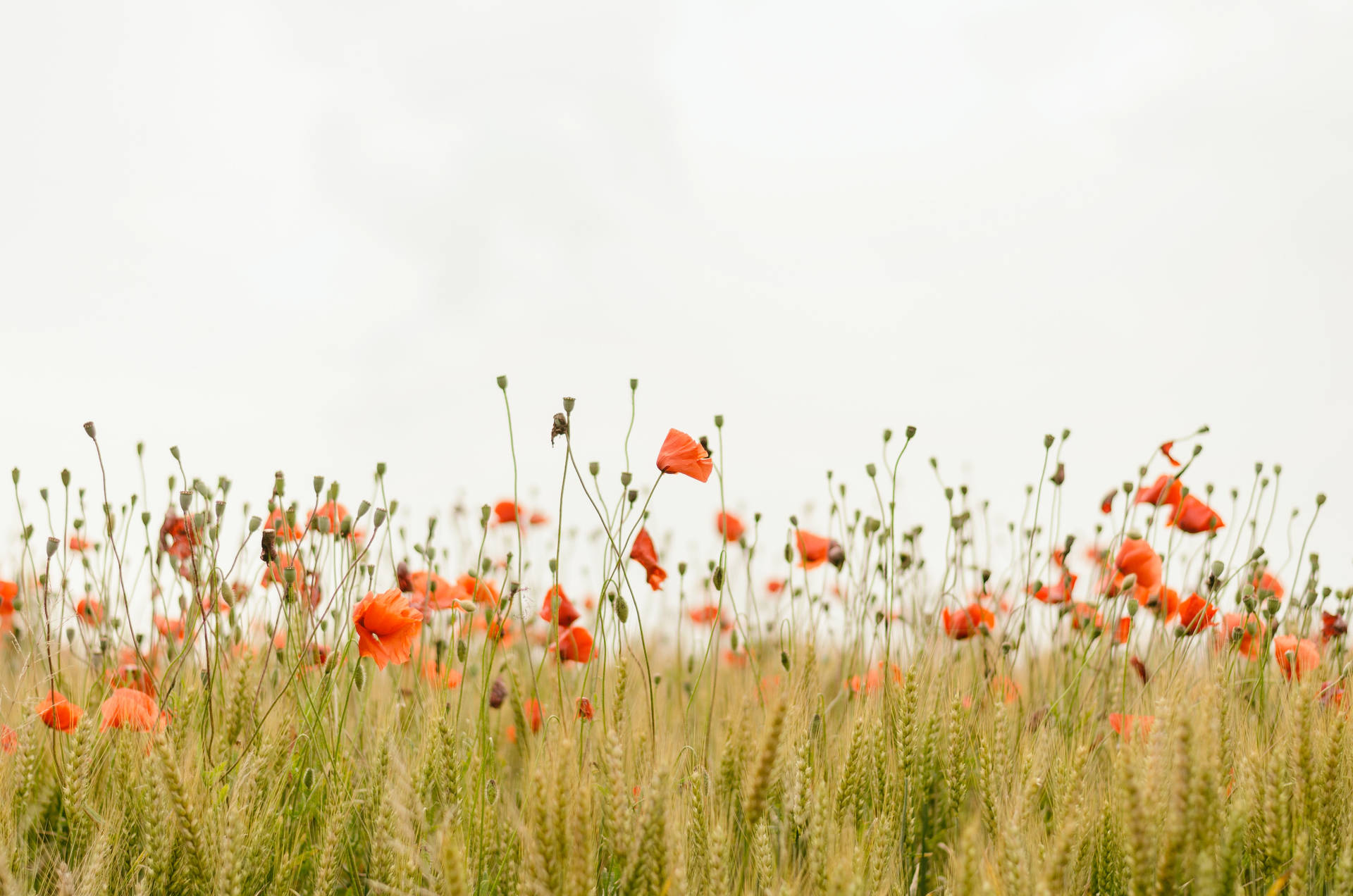 Poppy Field Hd Landscape Desktop