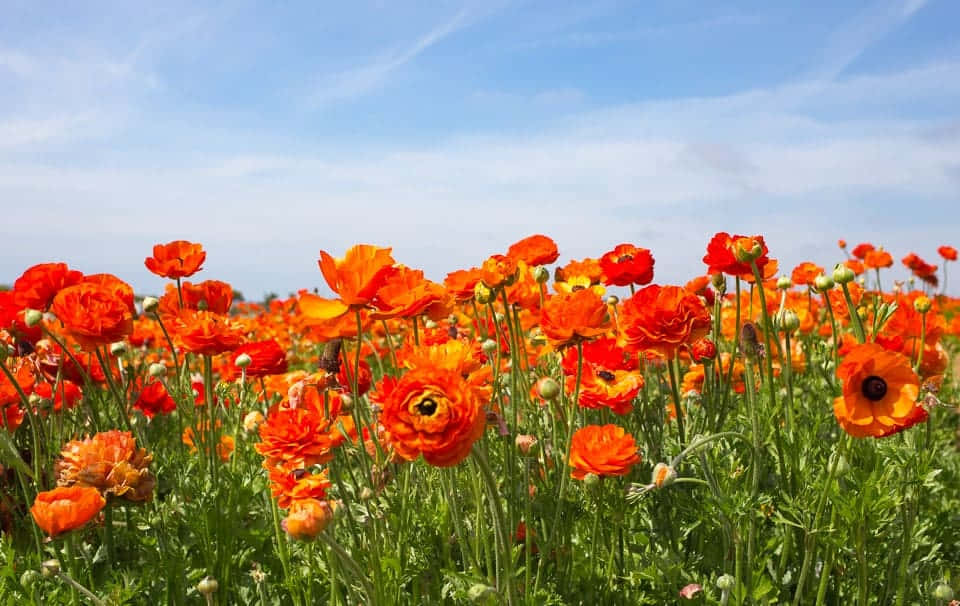 Poppy Field On A Sunny Morning