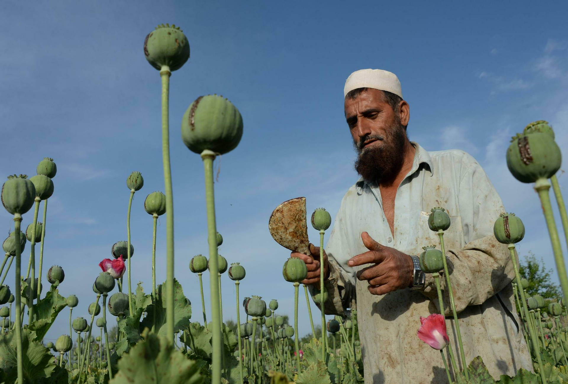 Poppy Fields Of Afghanistan