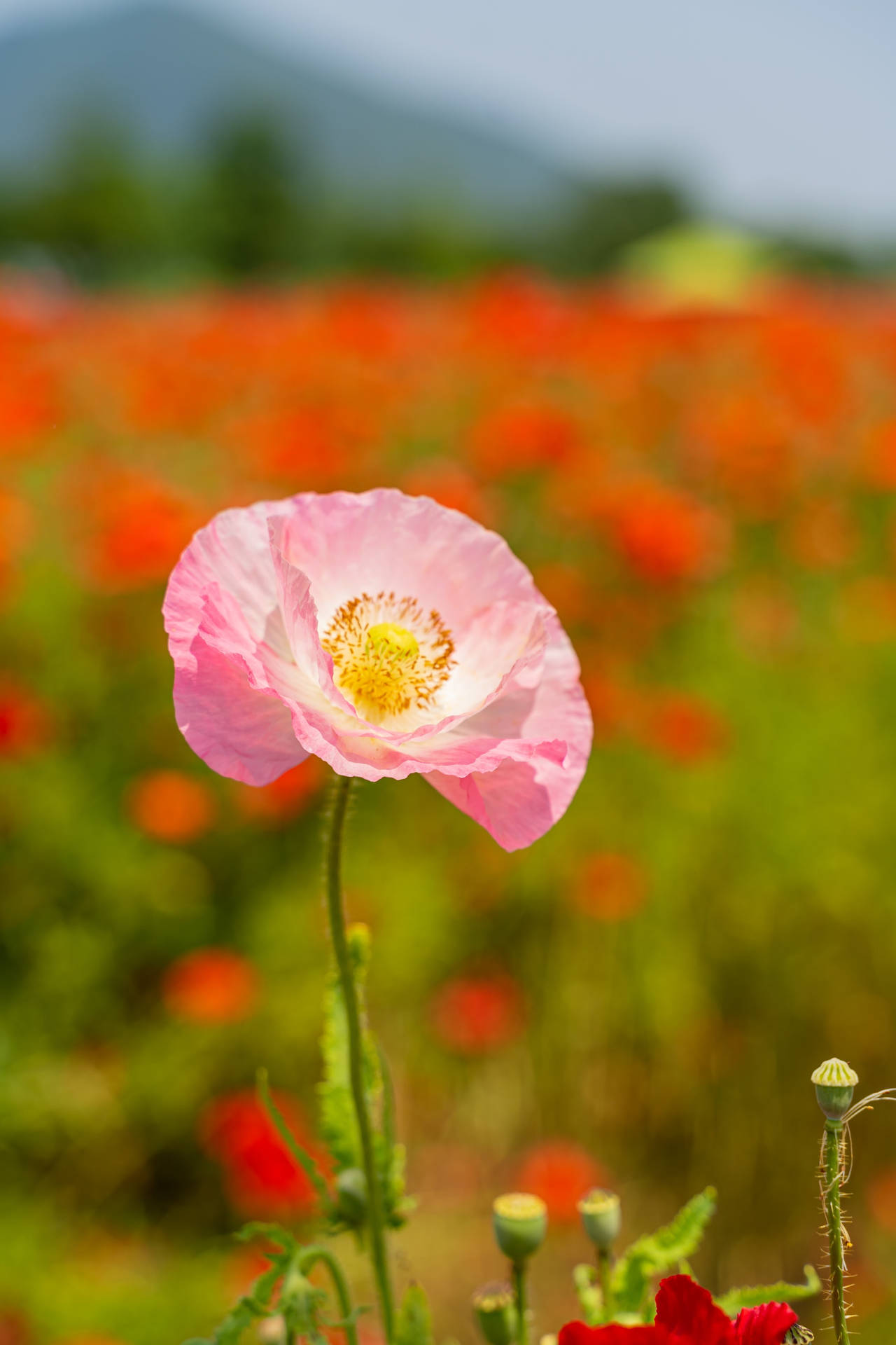 Poppy Flower Android Background