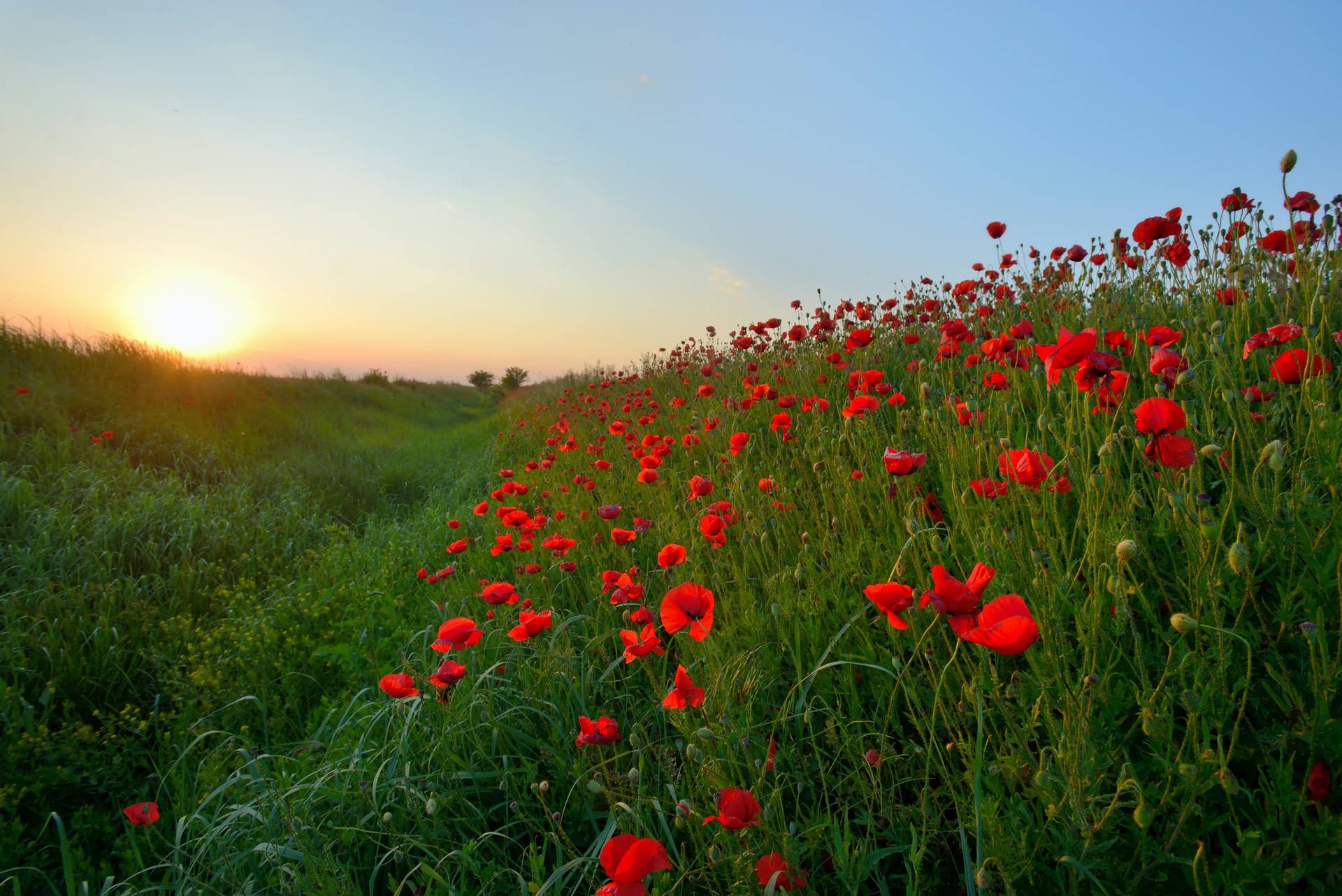 Poppy Flower Field Remembrance Day Background