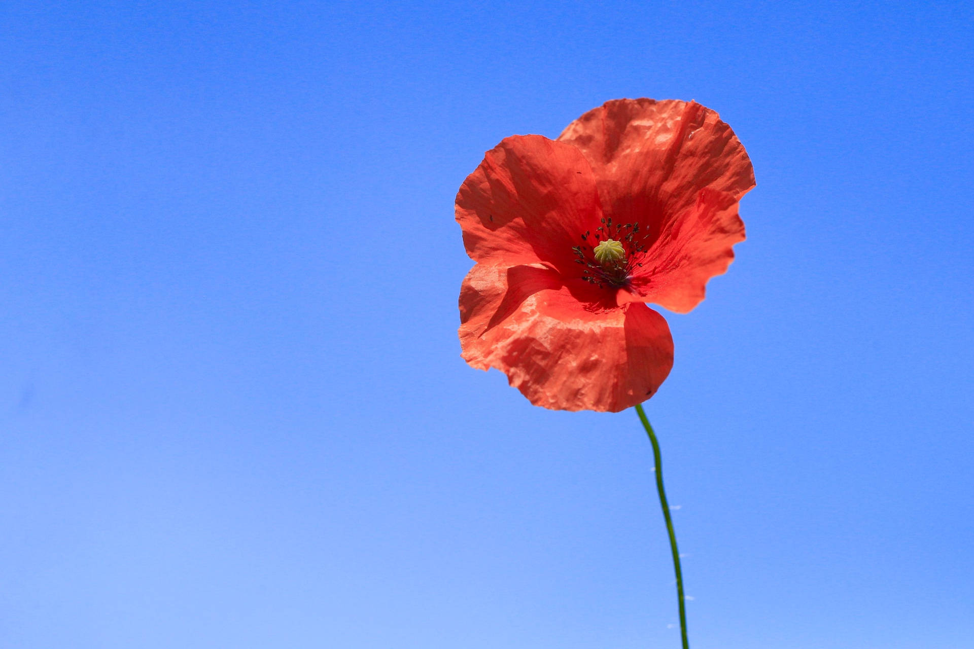 Poppy In Full Bloom Remembrance Day Background