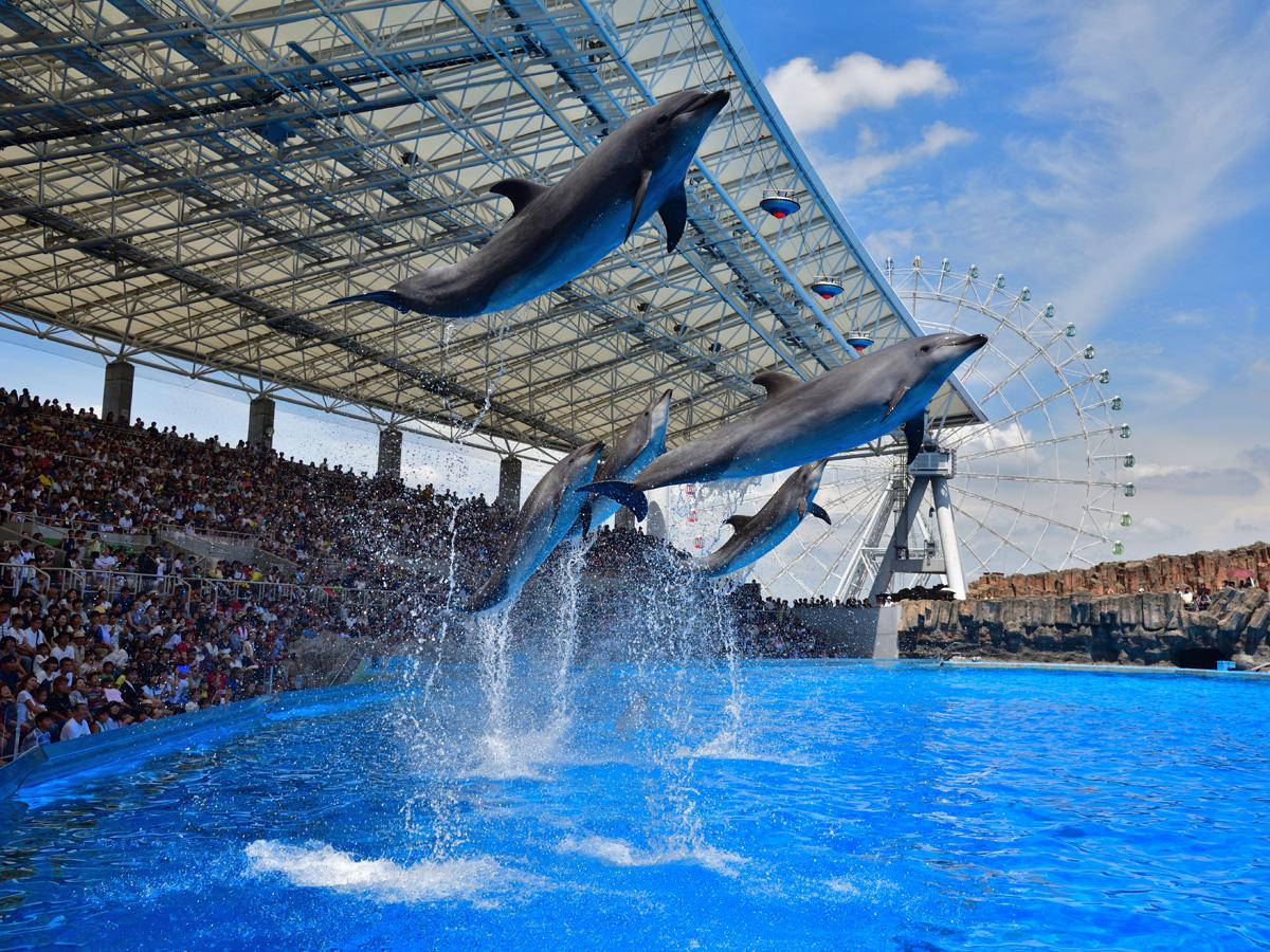 Port Of Nagoya Dolphin Show