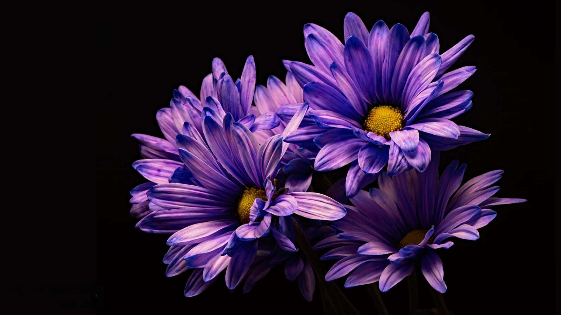 Portable And Powerful – The Purple Laptop Background