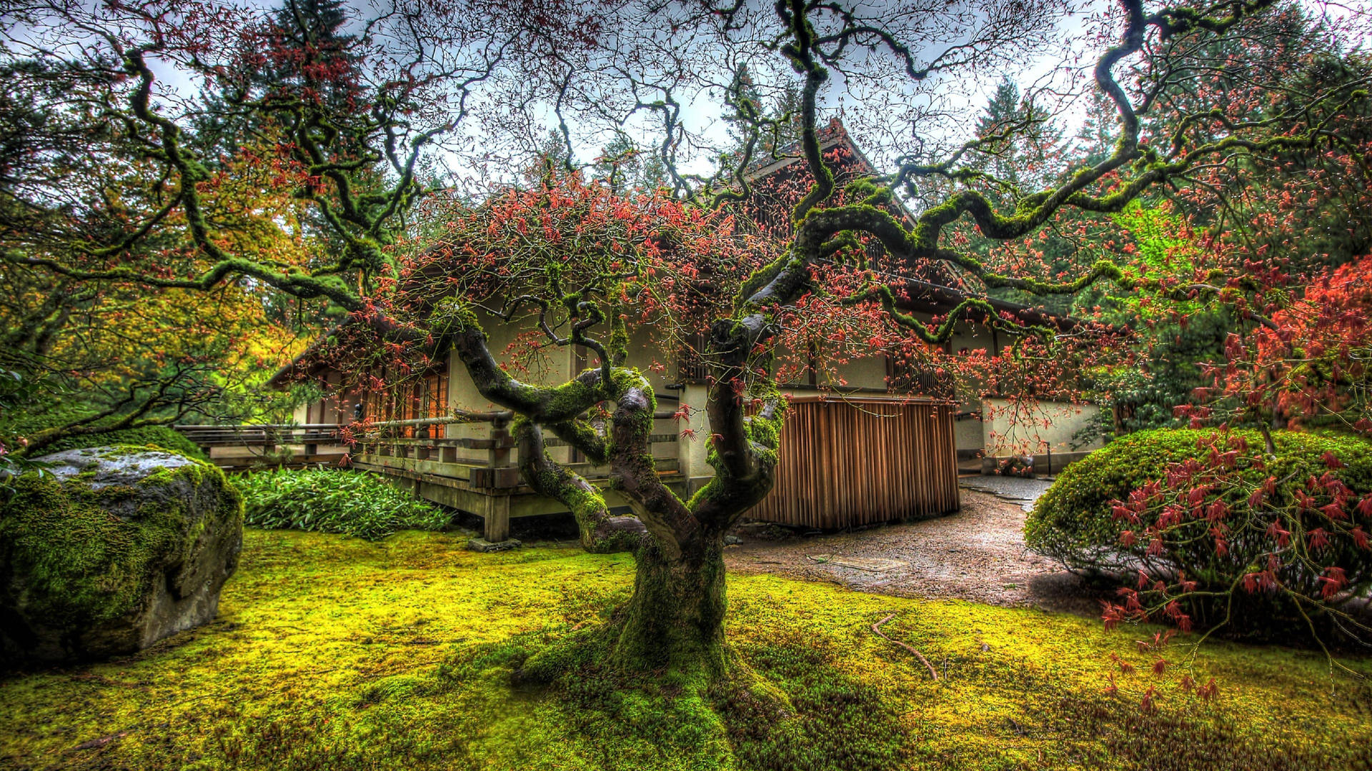 Portland Japanese Garden Tree Background