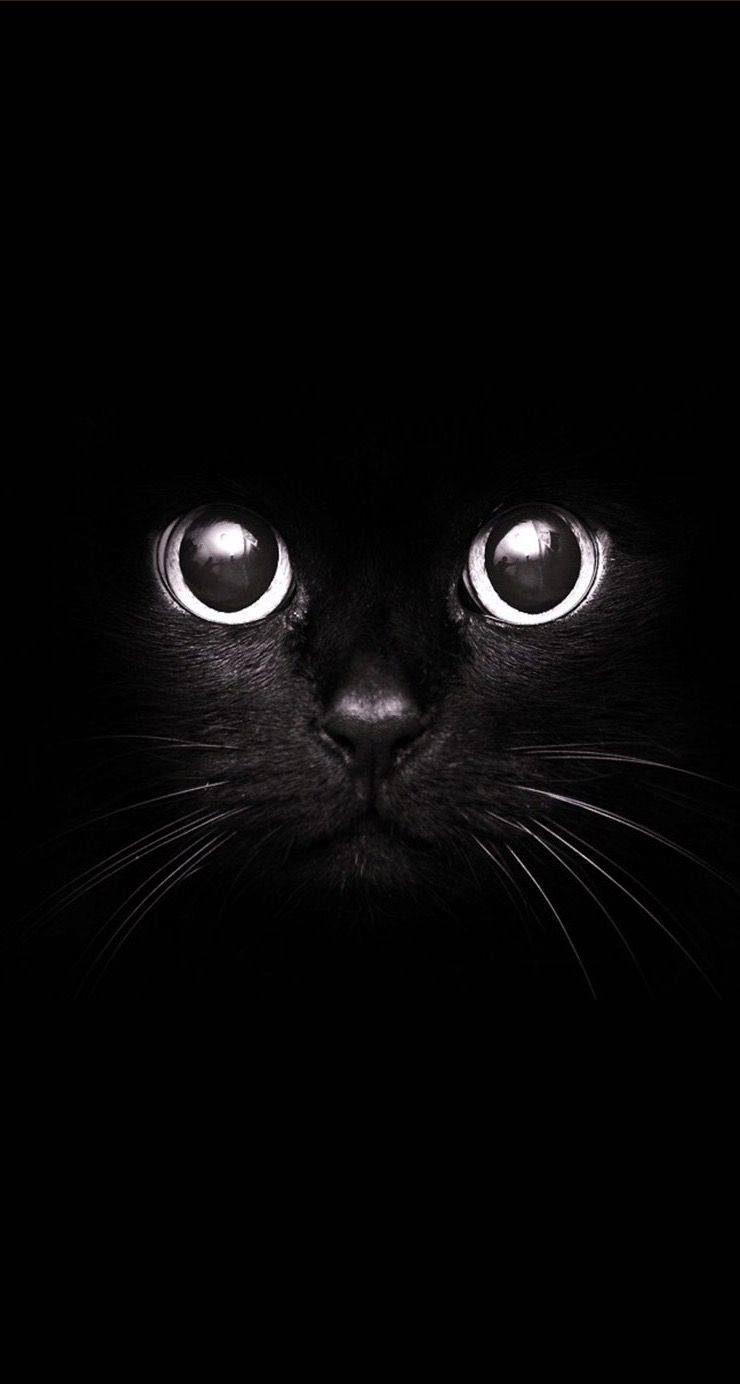 Portrait Cat Cute Black And White Background