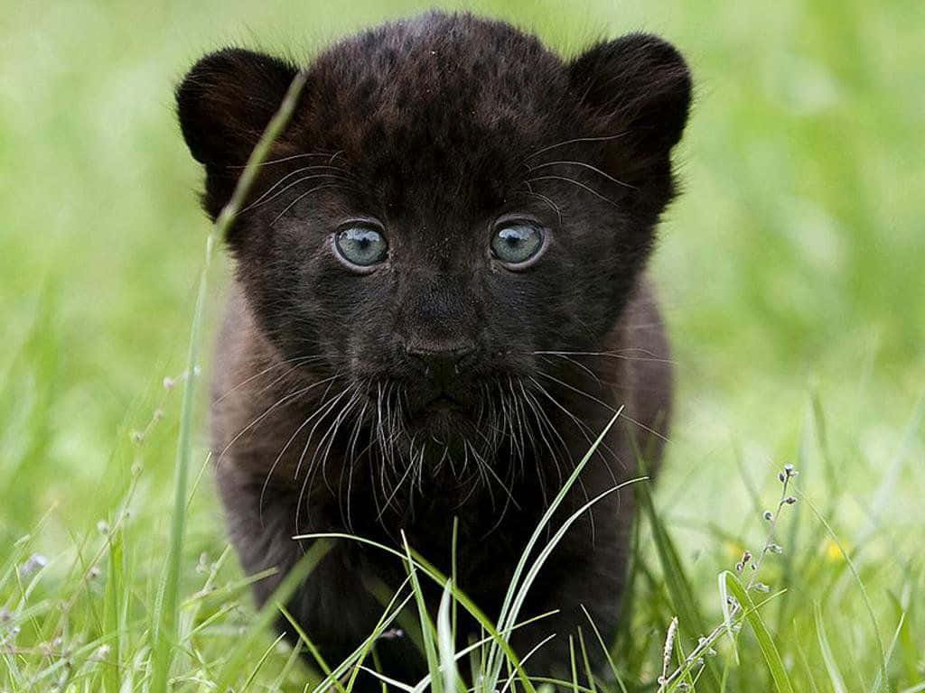Portrait Cute Black Panther