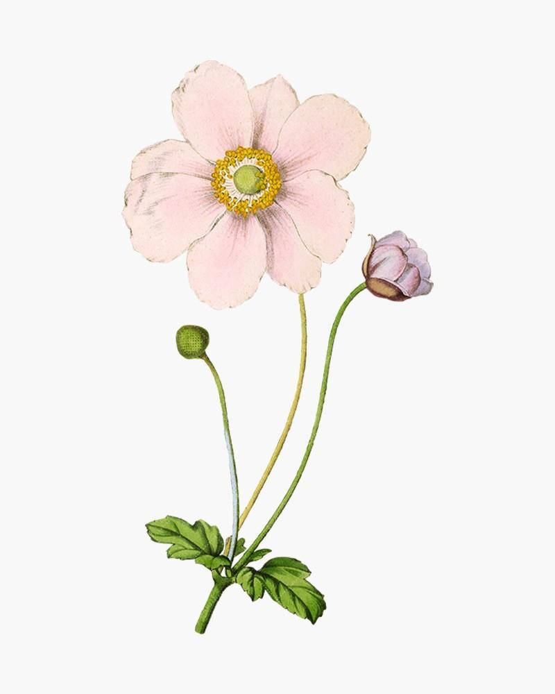 Portrait Of Anemone Flower Background