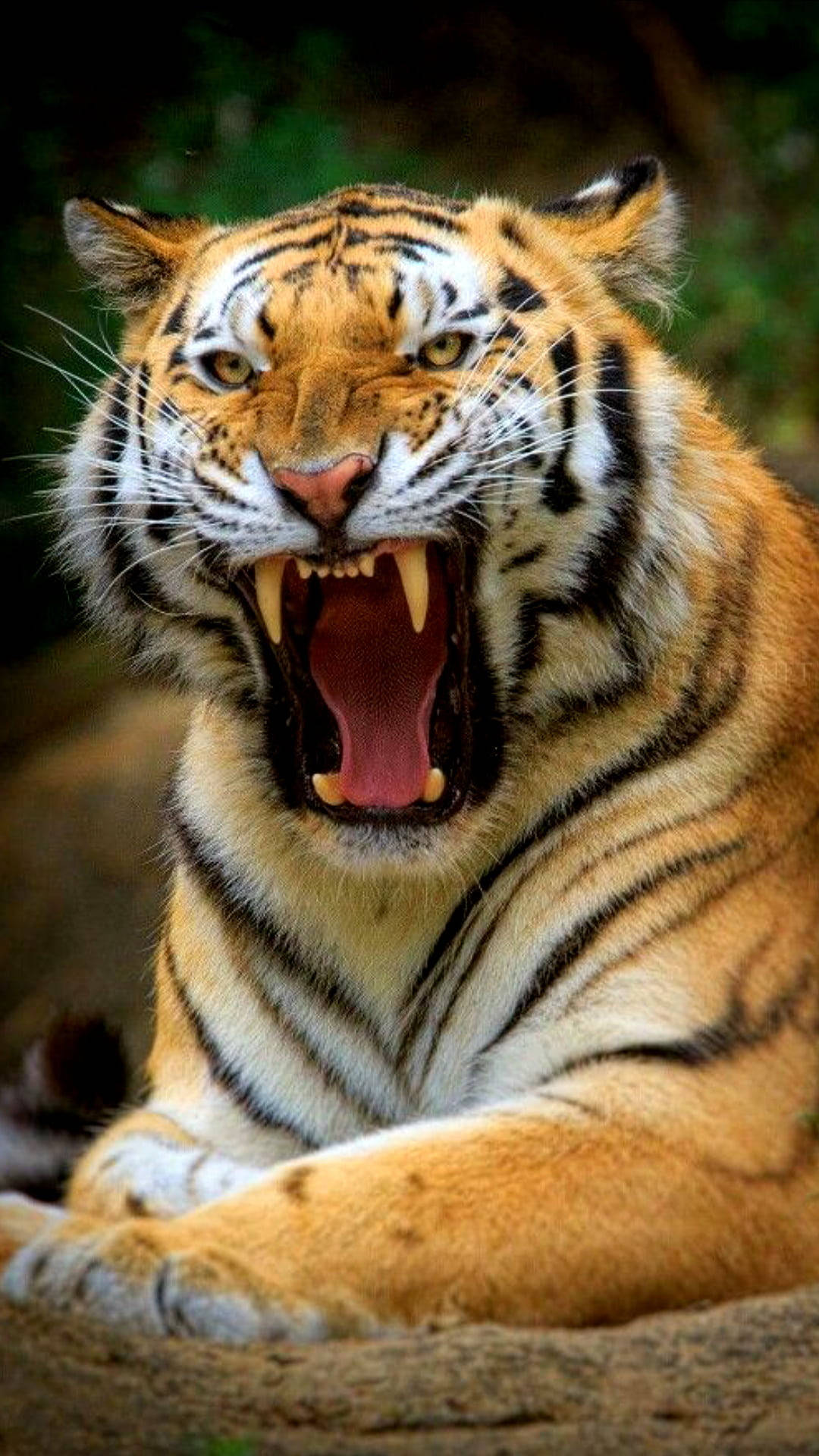 Portrait Of Big Angry Tiger