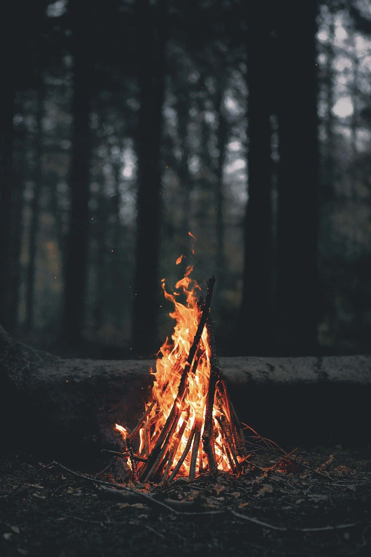 Portrait Photography Aesthetic Forest Bonfire Background