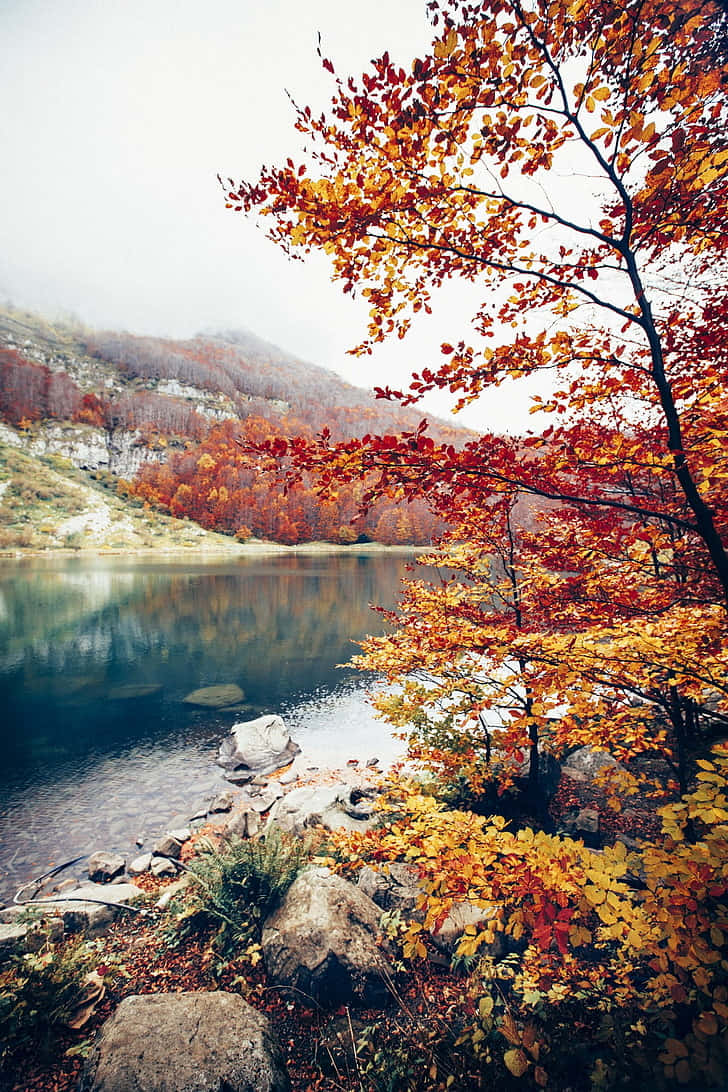 Portrait Photography Autumn Trees Nature View Background