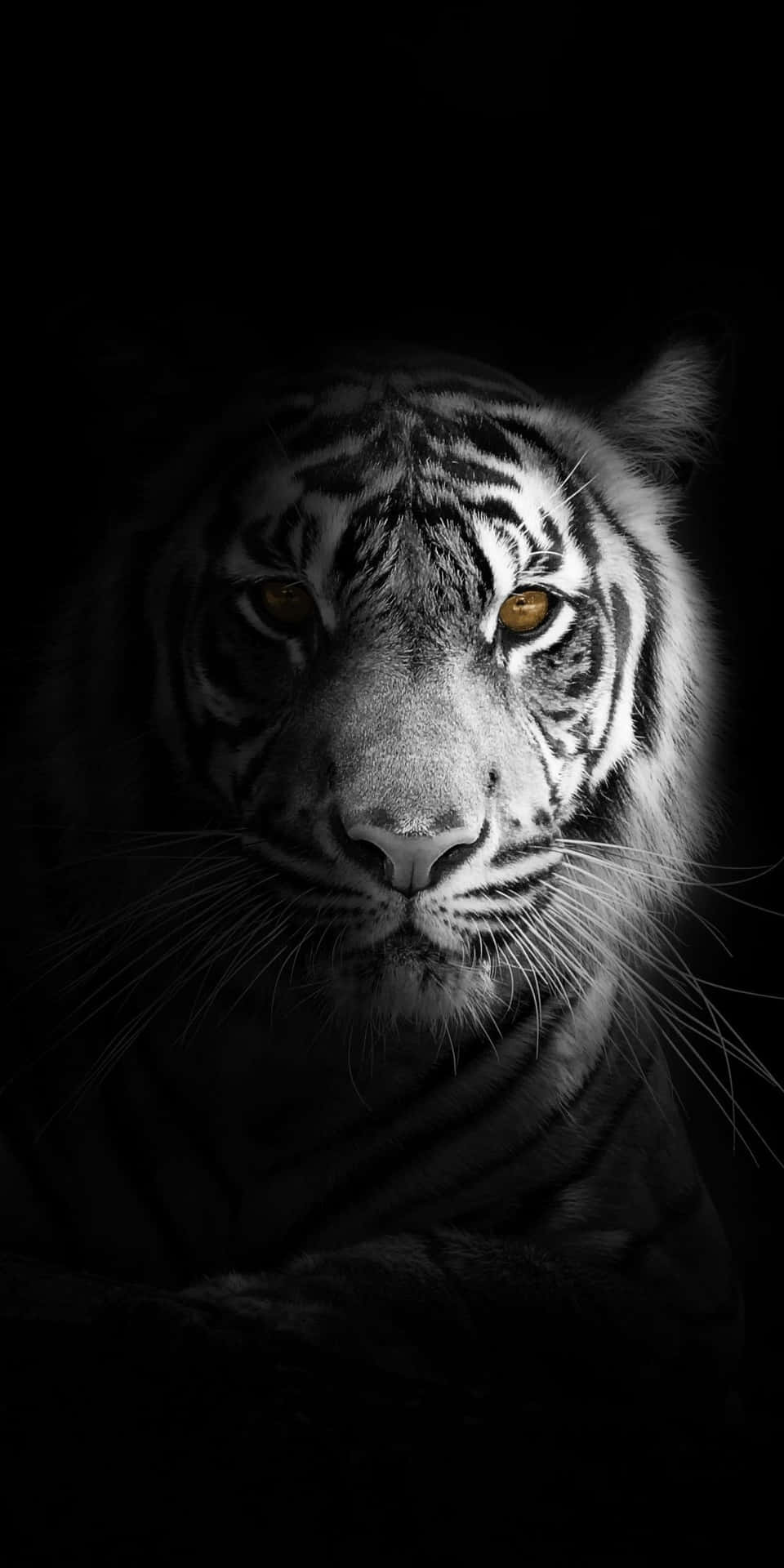 Portrait Photography Tiger Black And White