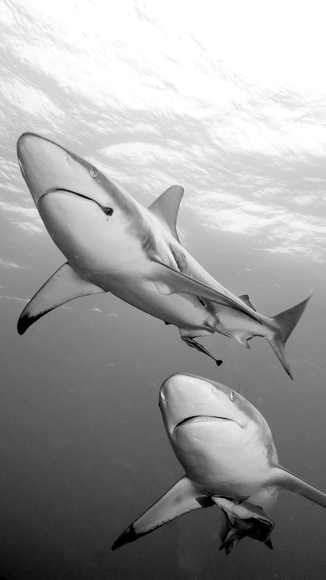 Portrait Shuts Of Two Great Black Shark Background