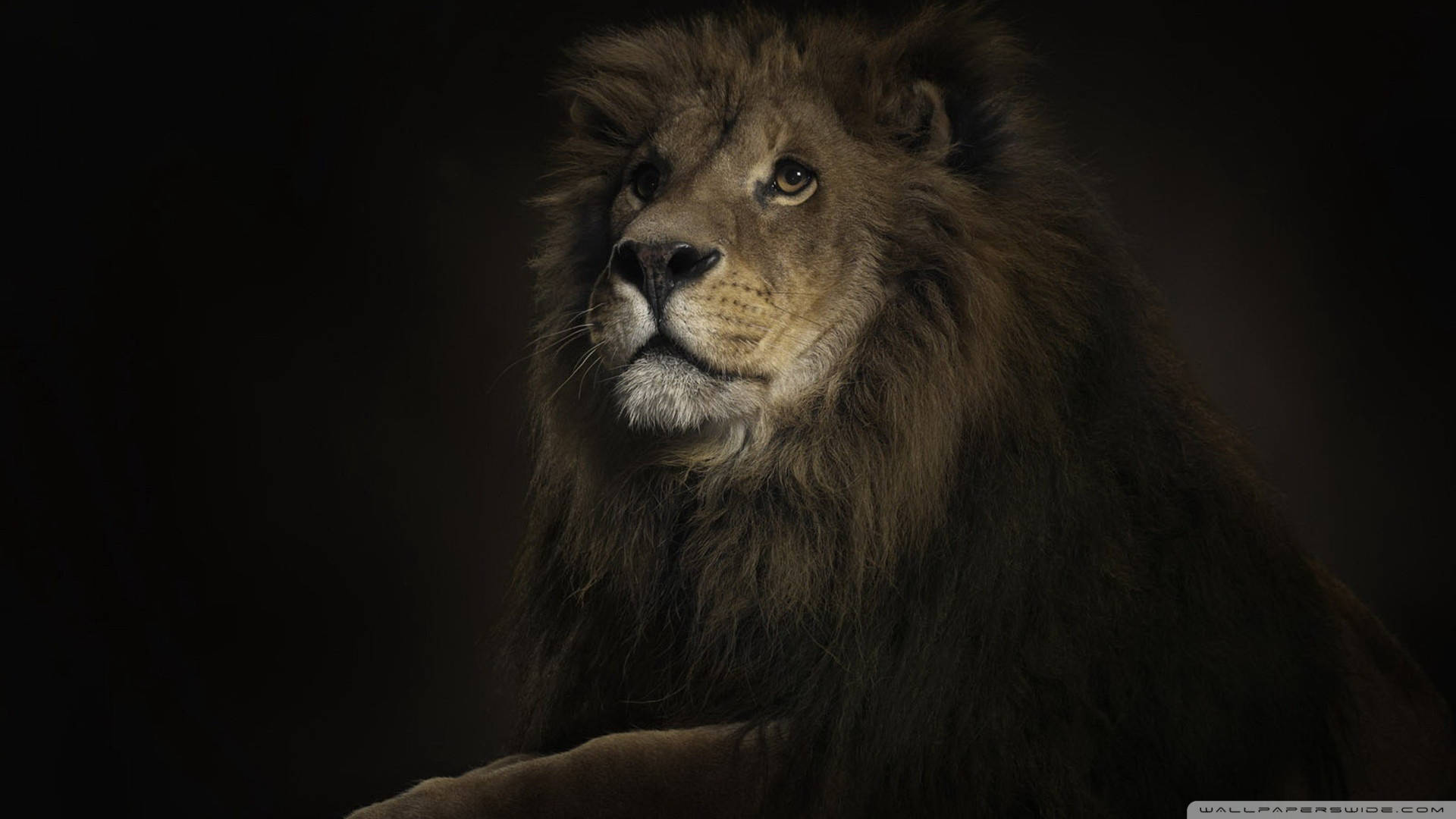 Portrait The Lion King