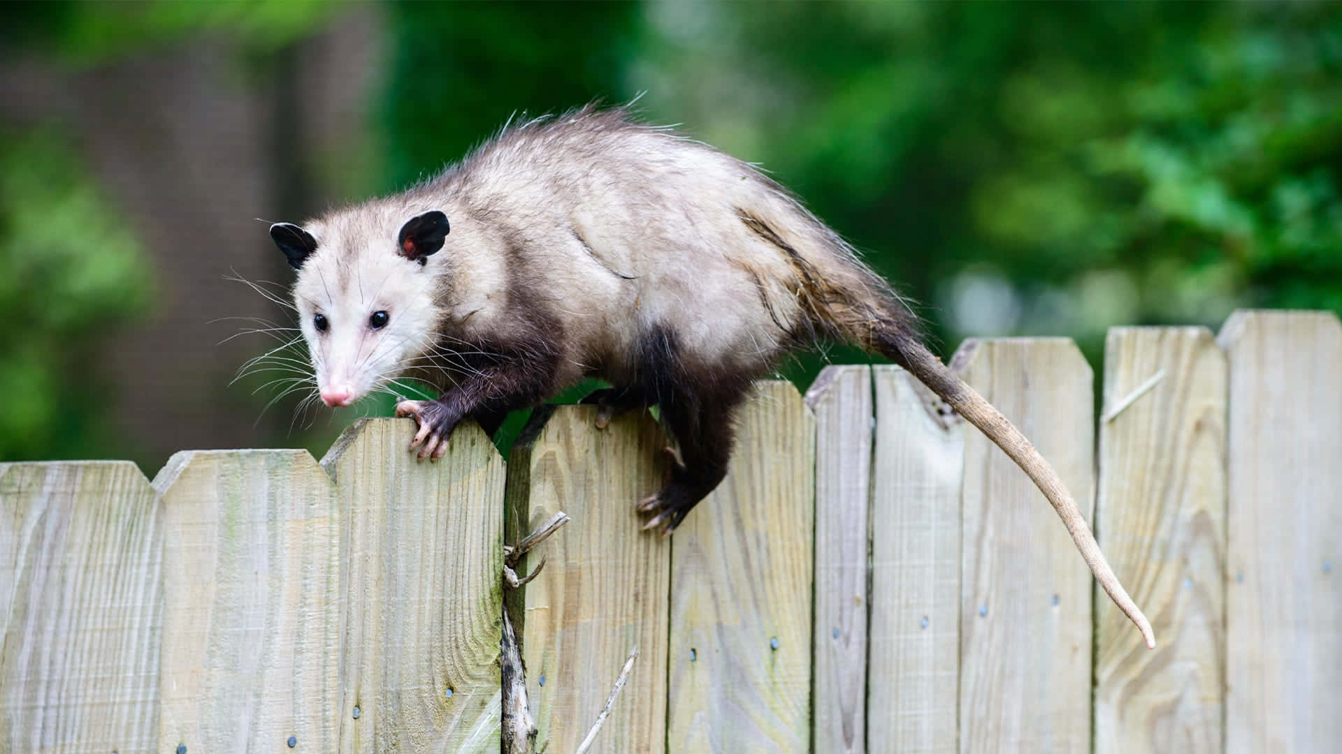 Possum On Fence Woodland Explorer.jpg