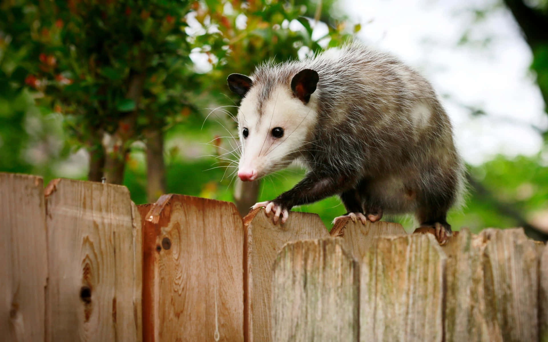 Possum On Fence