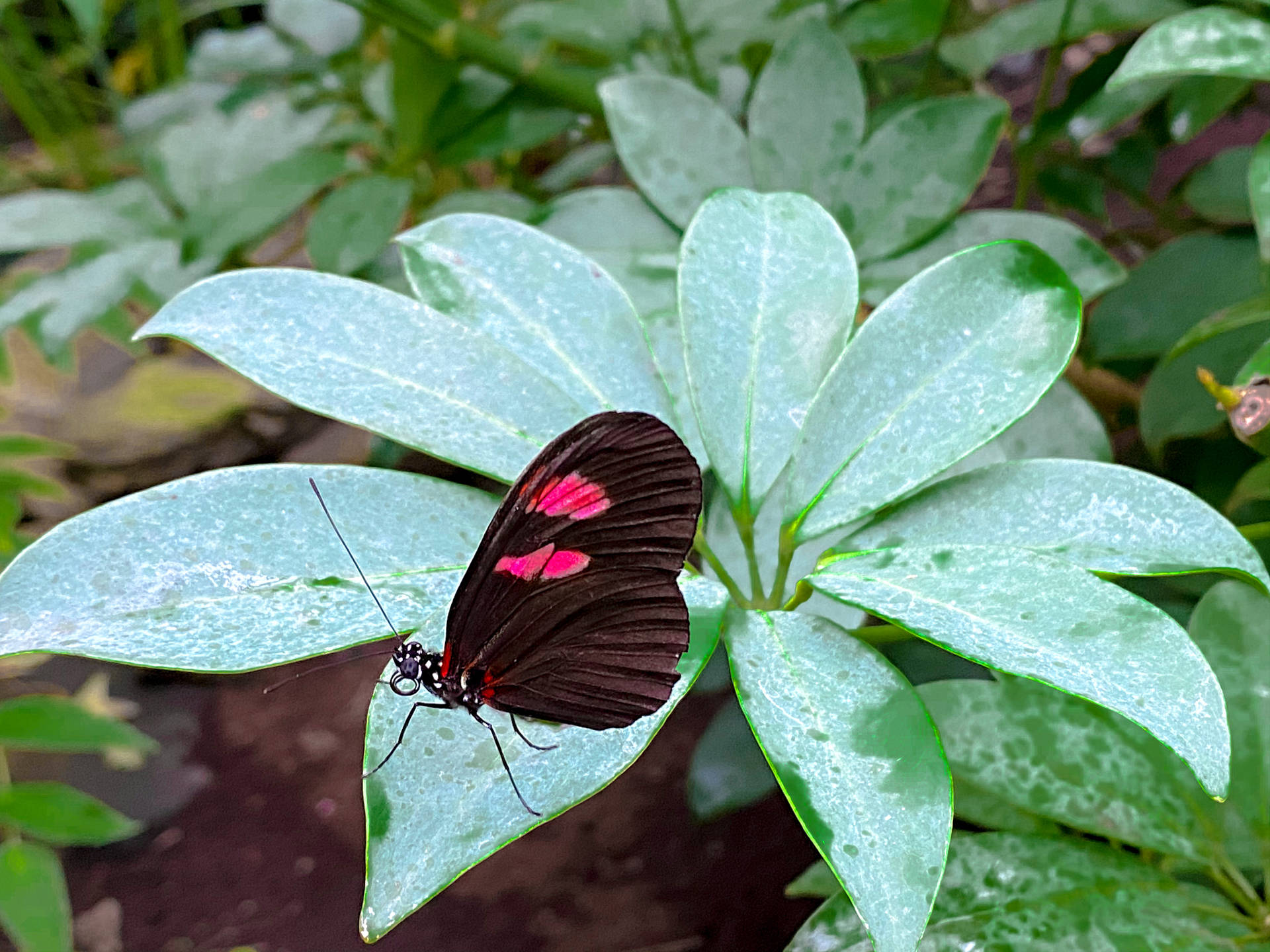 Postman Aesthetic Butterfly Background