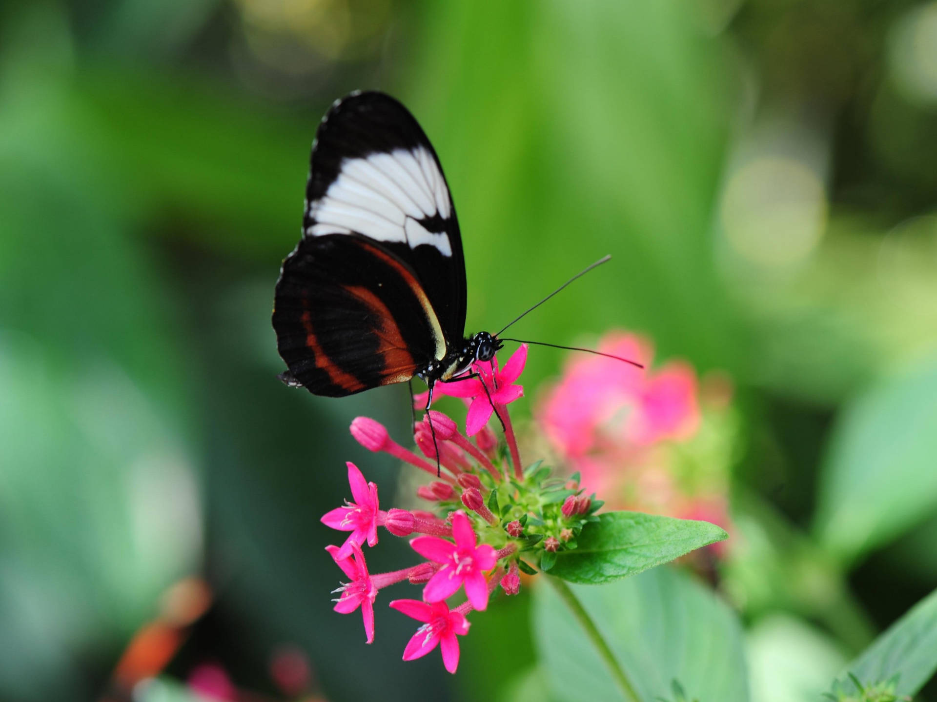 Postman Butterfly On Flower Background