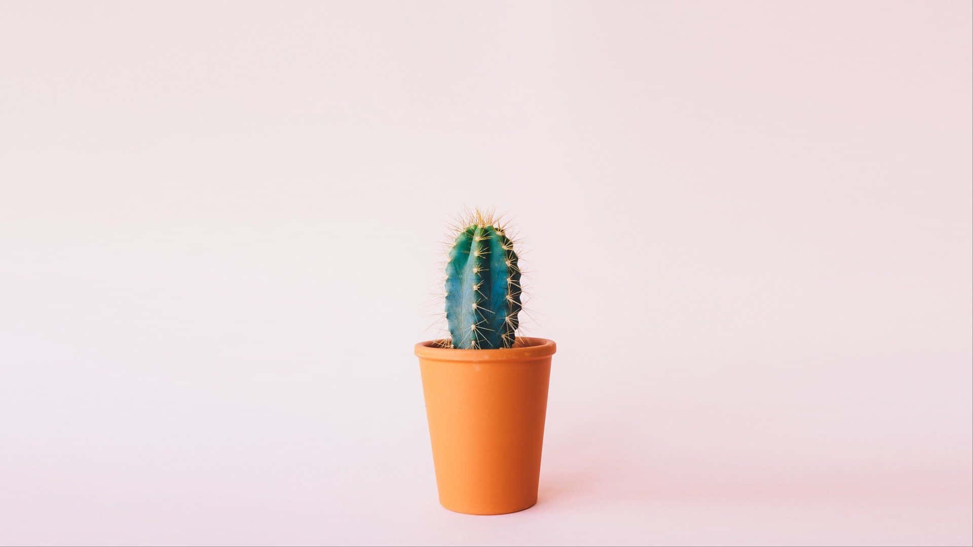 Pot Cactus Minimalist Plant Desktop Background
