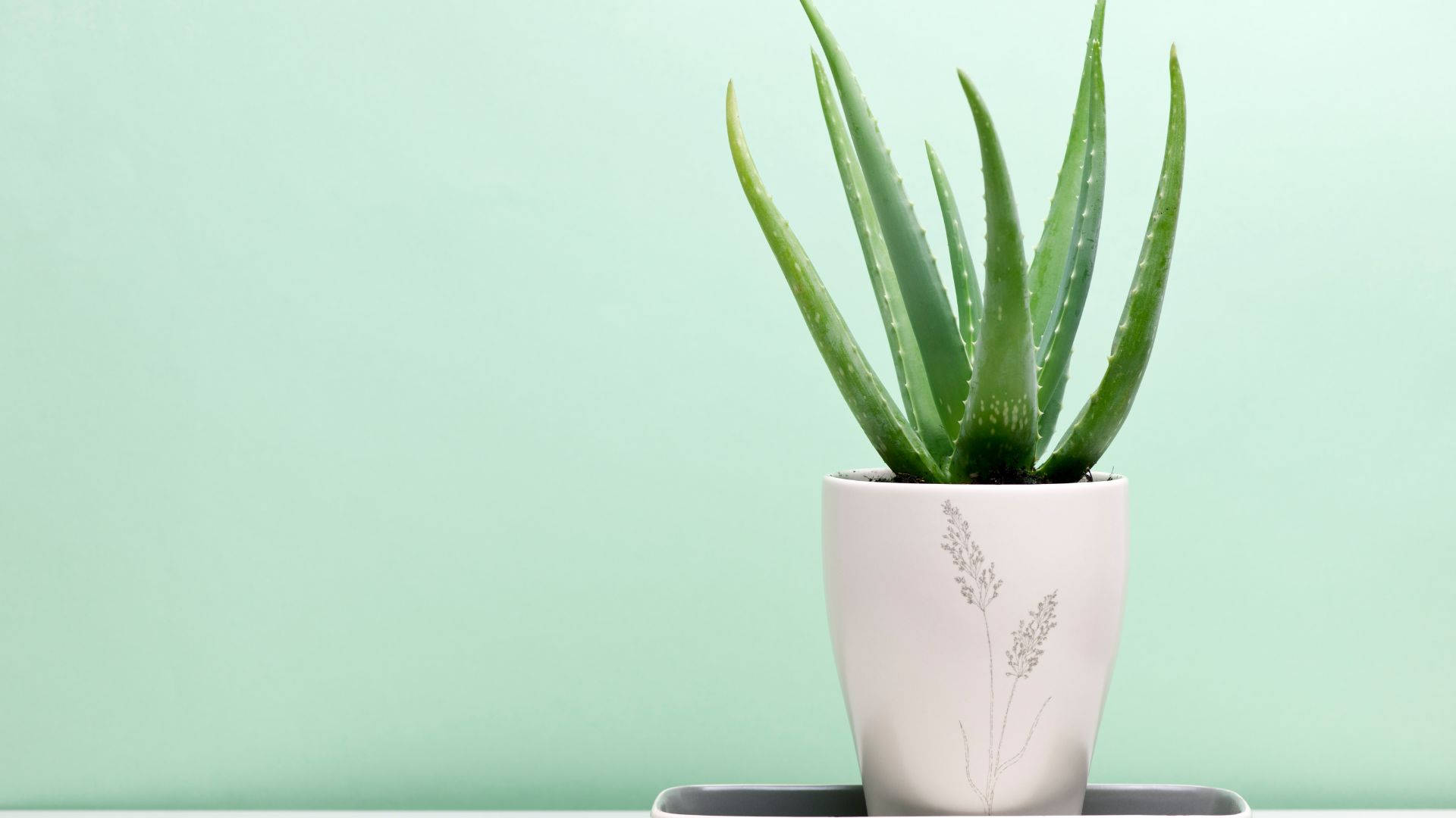 Pot Of Aloe Vera Plant Background