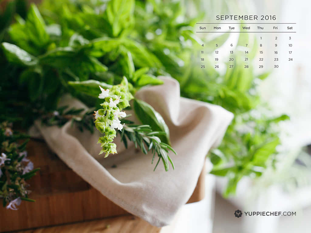 Pot Overwhelmed With Plants