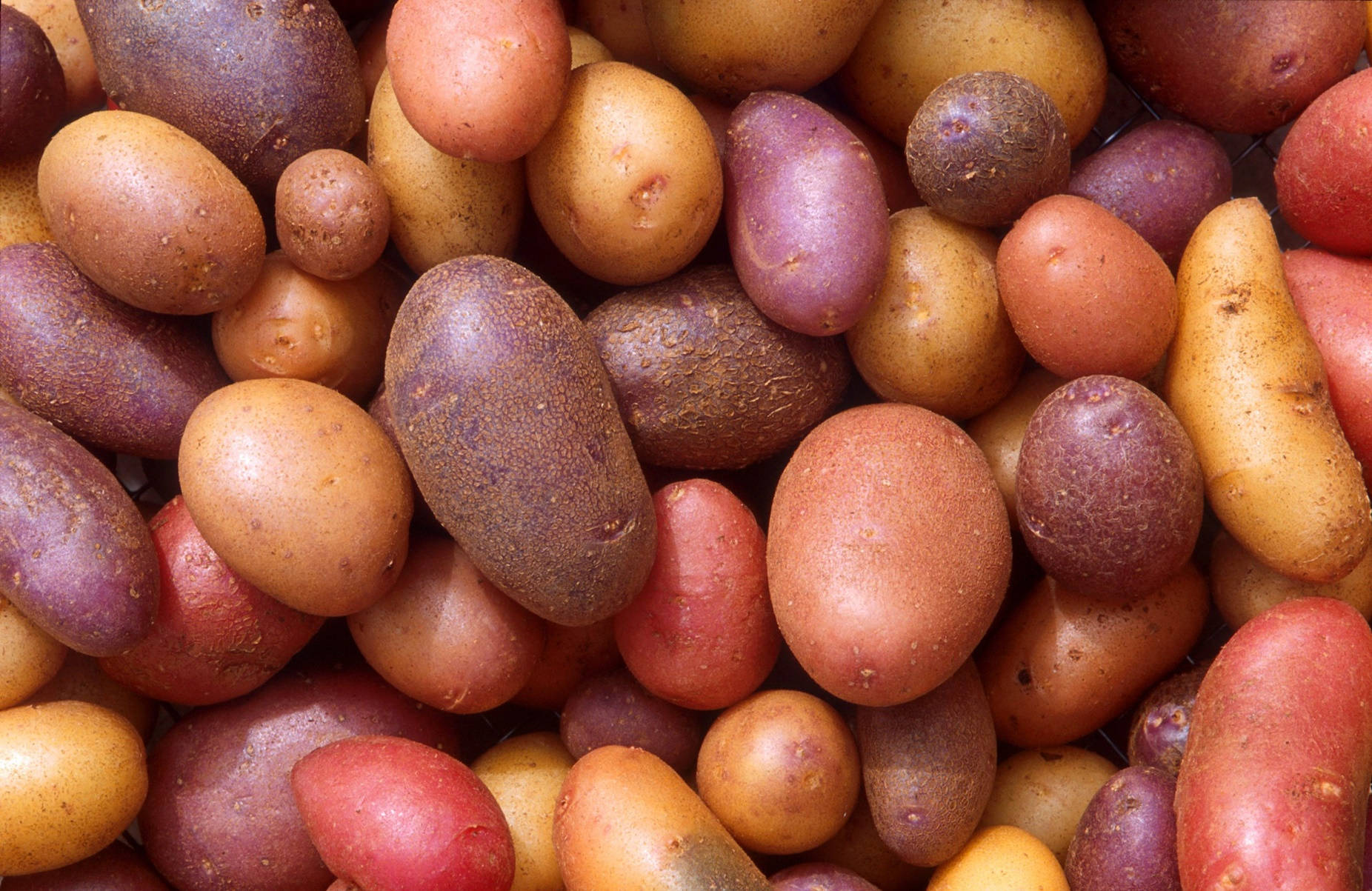 Potato Heirloom Vegetable Variety Background