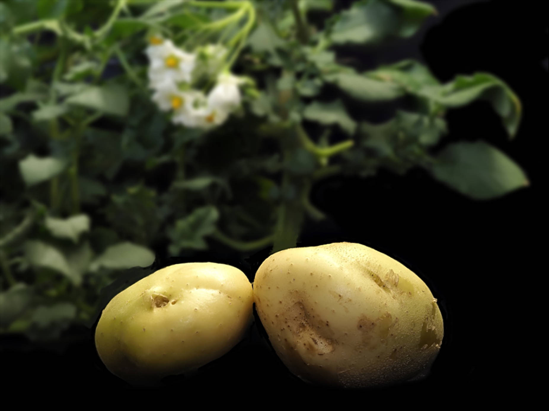 Potatoes And Green Leafy Vegetables Background