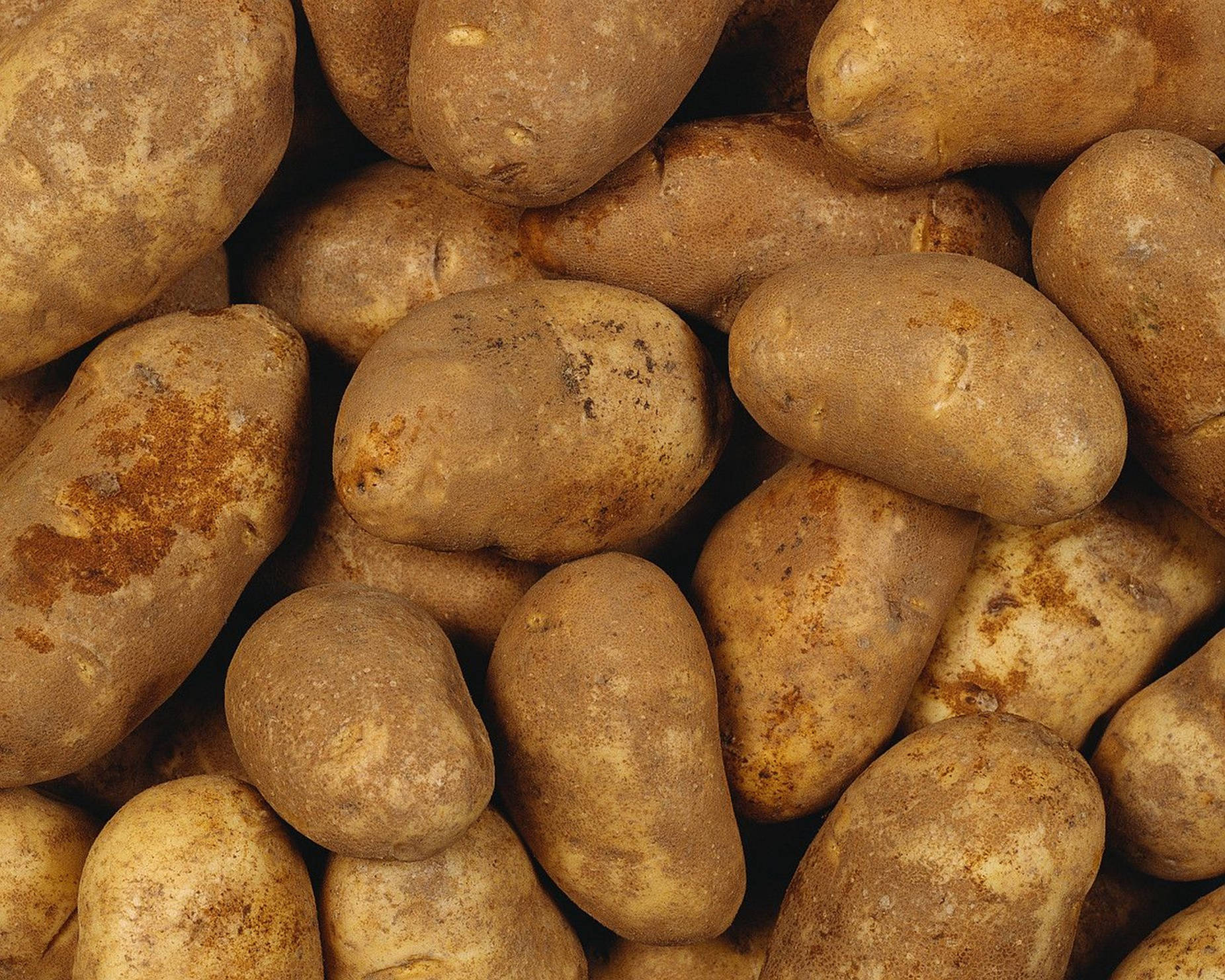 Potatoes Covered In Dirt Background