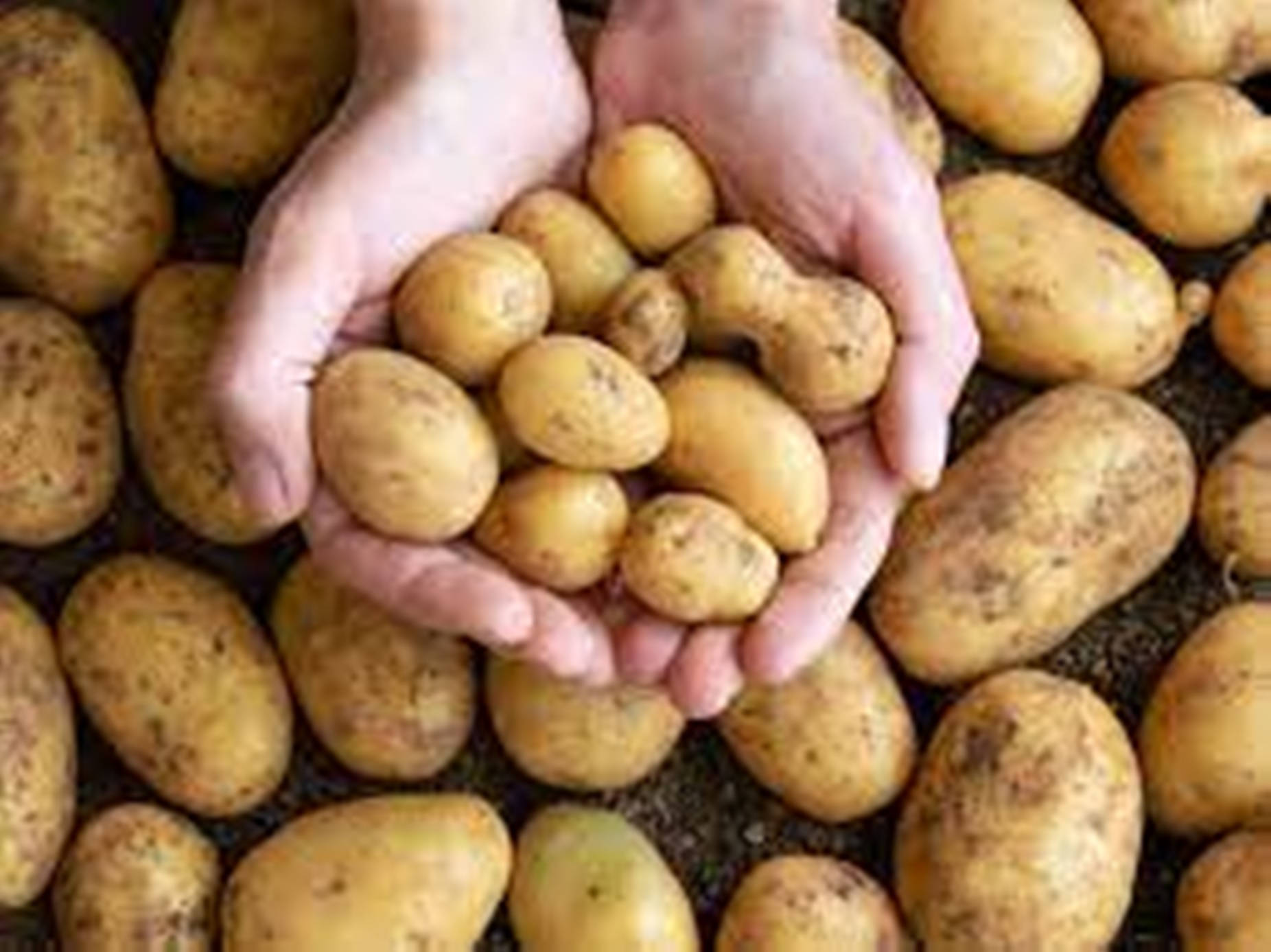 Potatoes Small Marble Variety Background