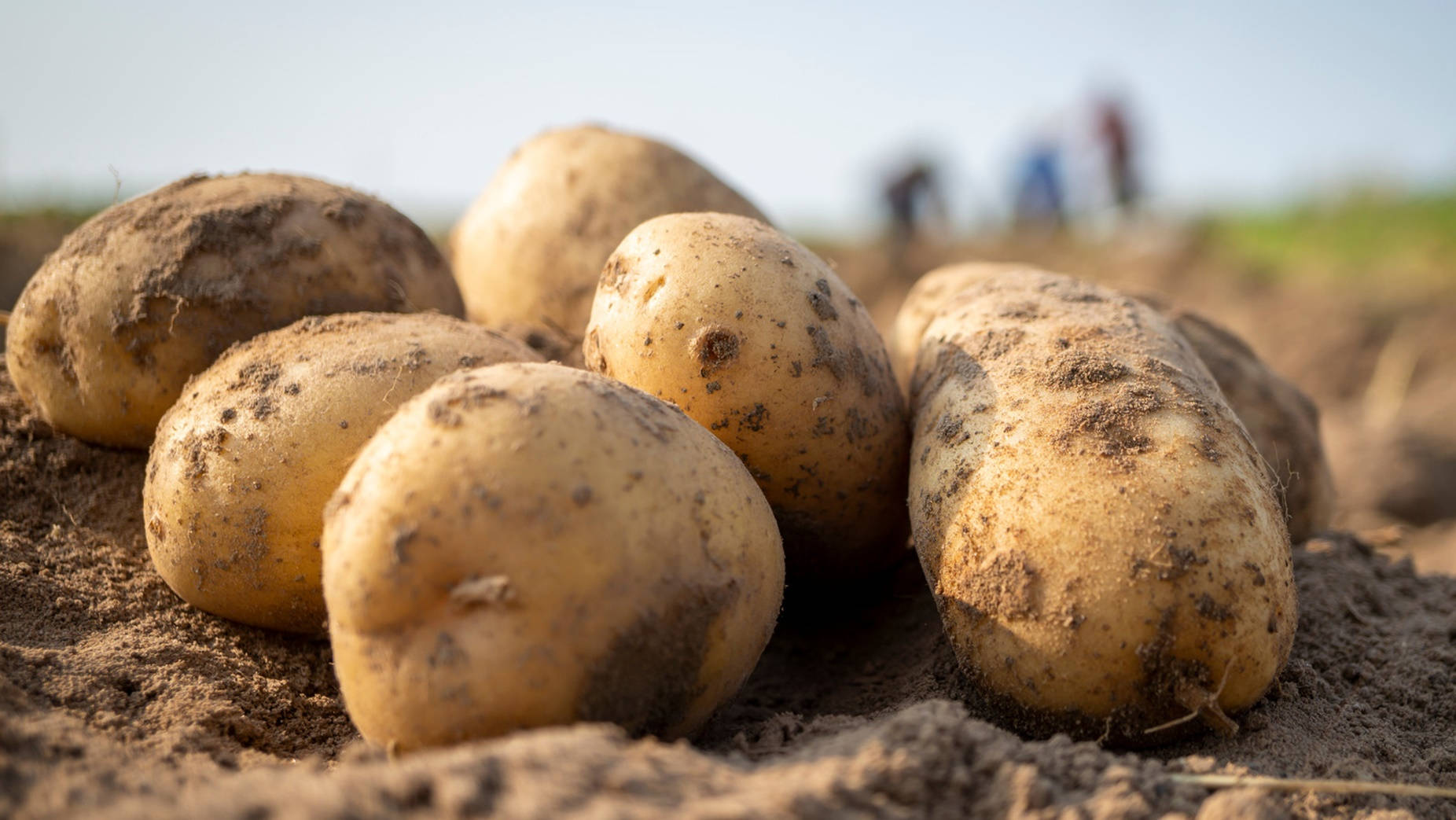 Potatoes With Brown Soil Background