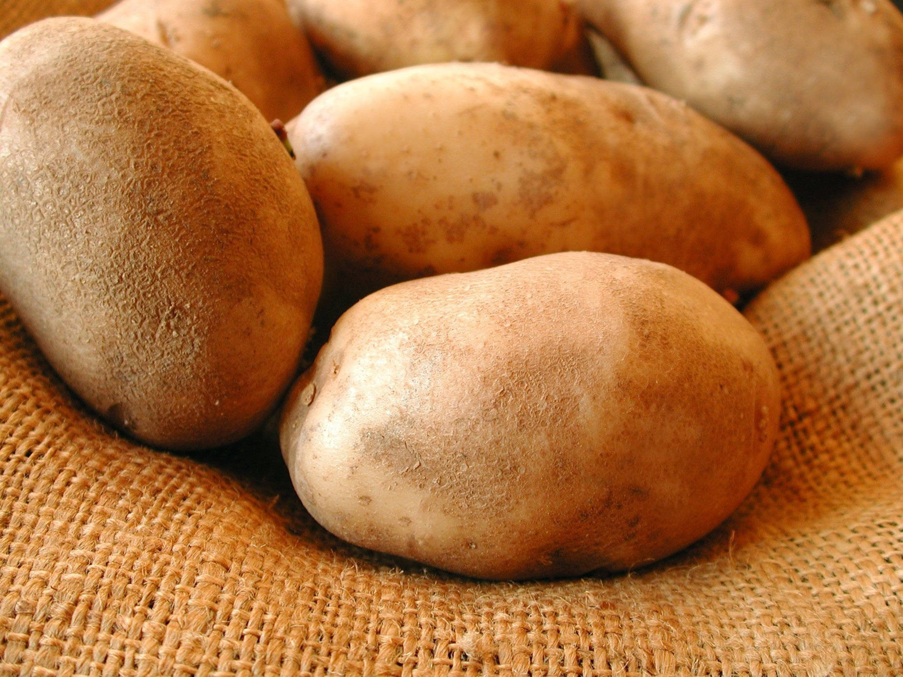 Potatoes With Dust On A Burlap Background