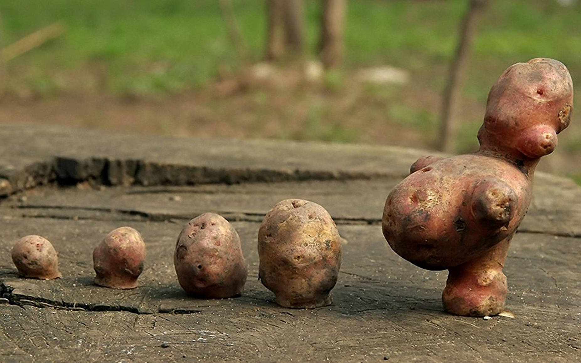 Potatoes With Strange Shapes Background