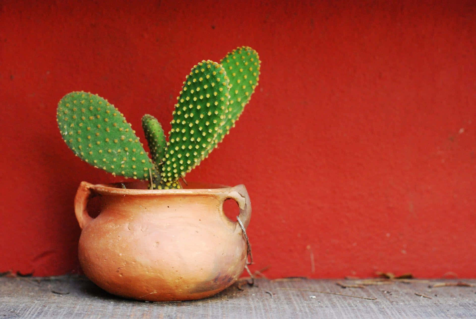 Potted Cactus Against Red Wall.jpg Background
