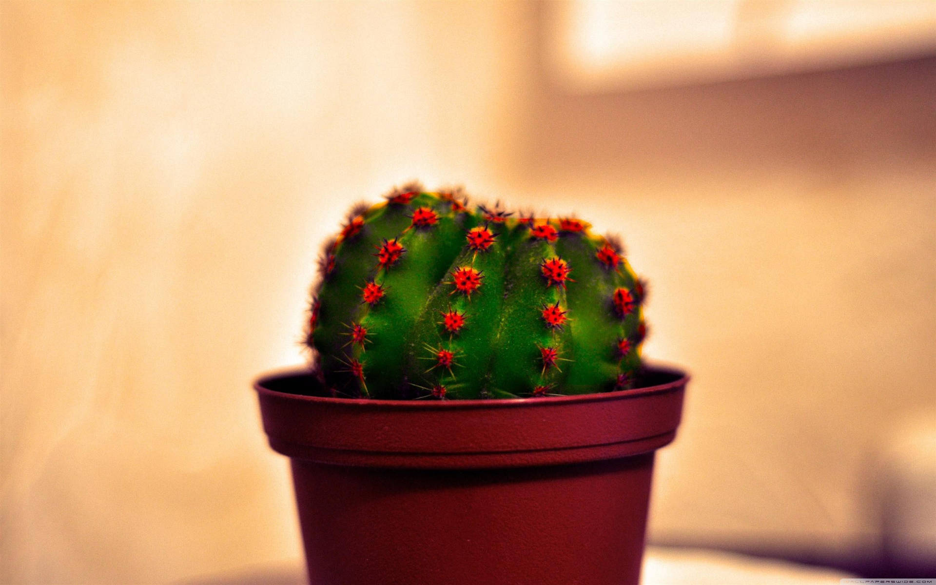 Potted Cactus With Red Flowers Background
