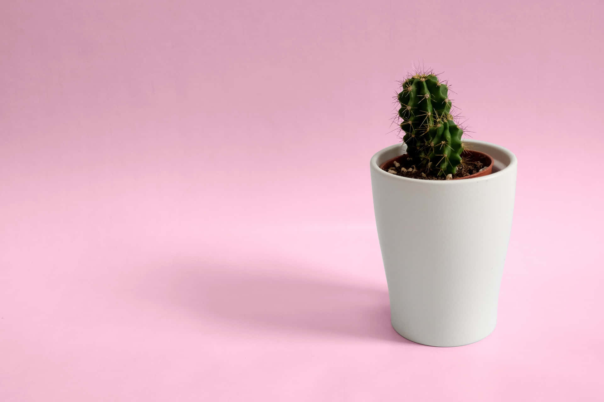 Potted Mini Cactus Minimalist Plant Desktop Background