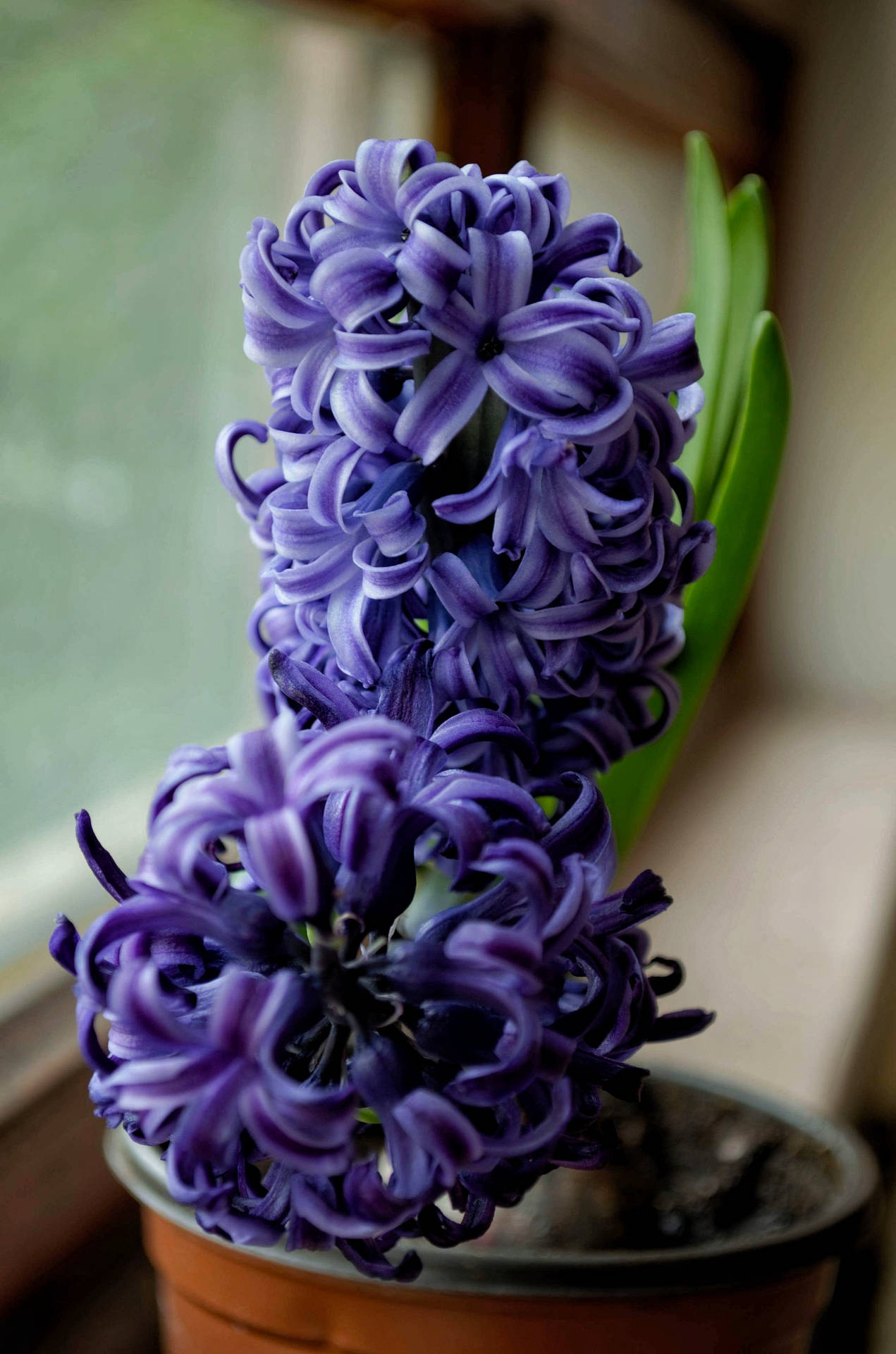 Potted Purple Hyacinth Flower Background
