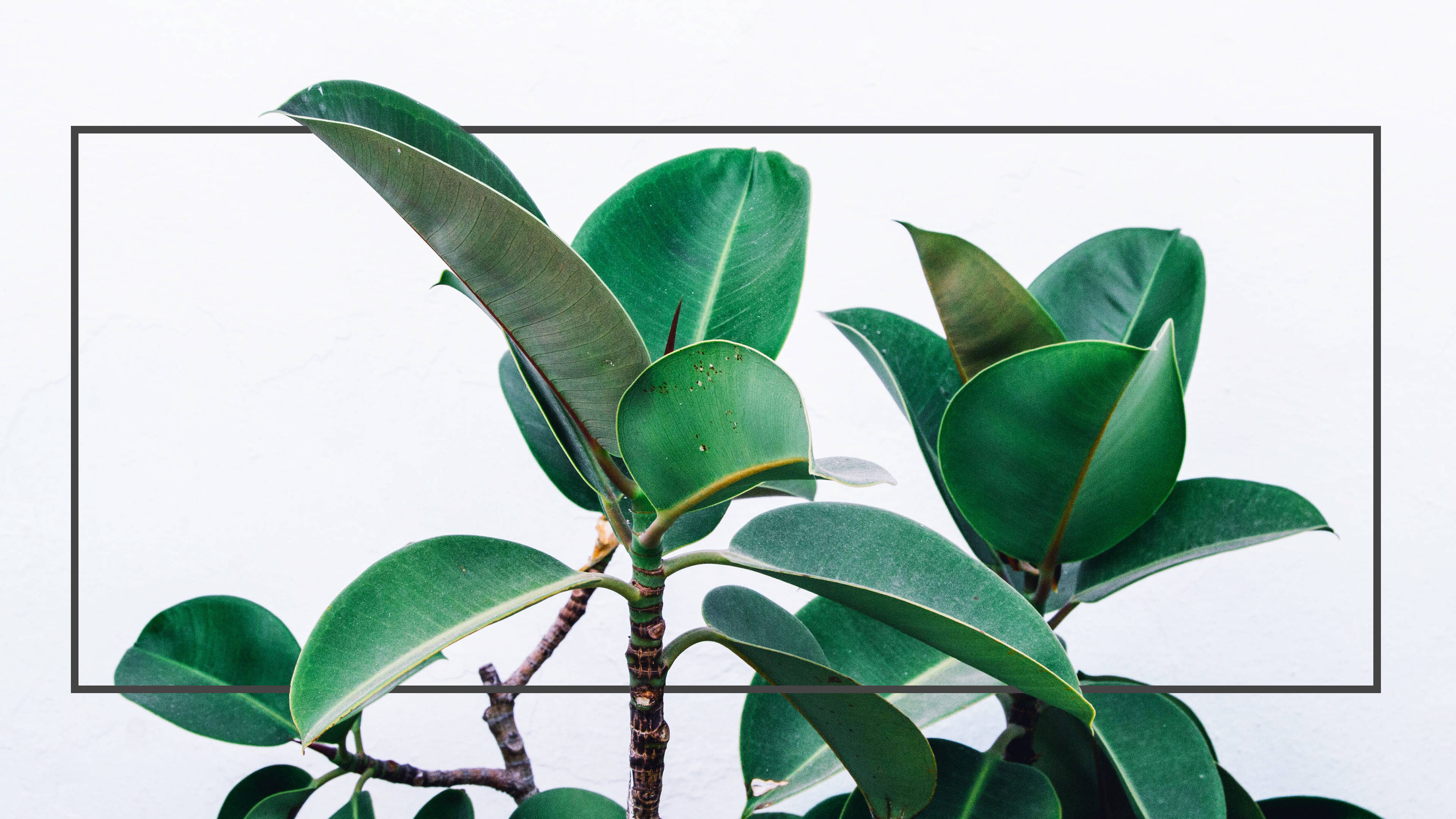 Potted Rubber Fig Minimalist Plant Background