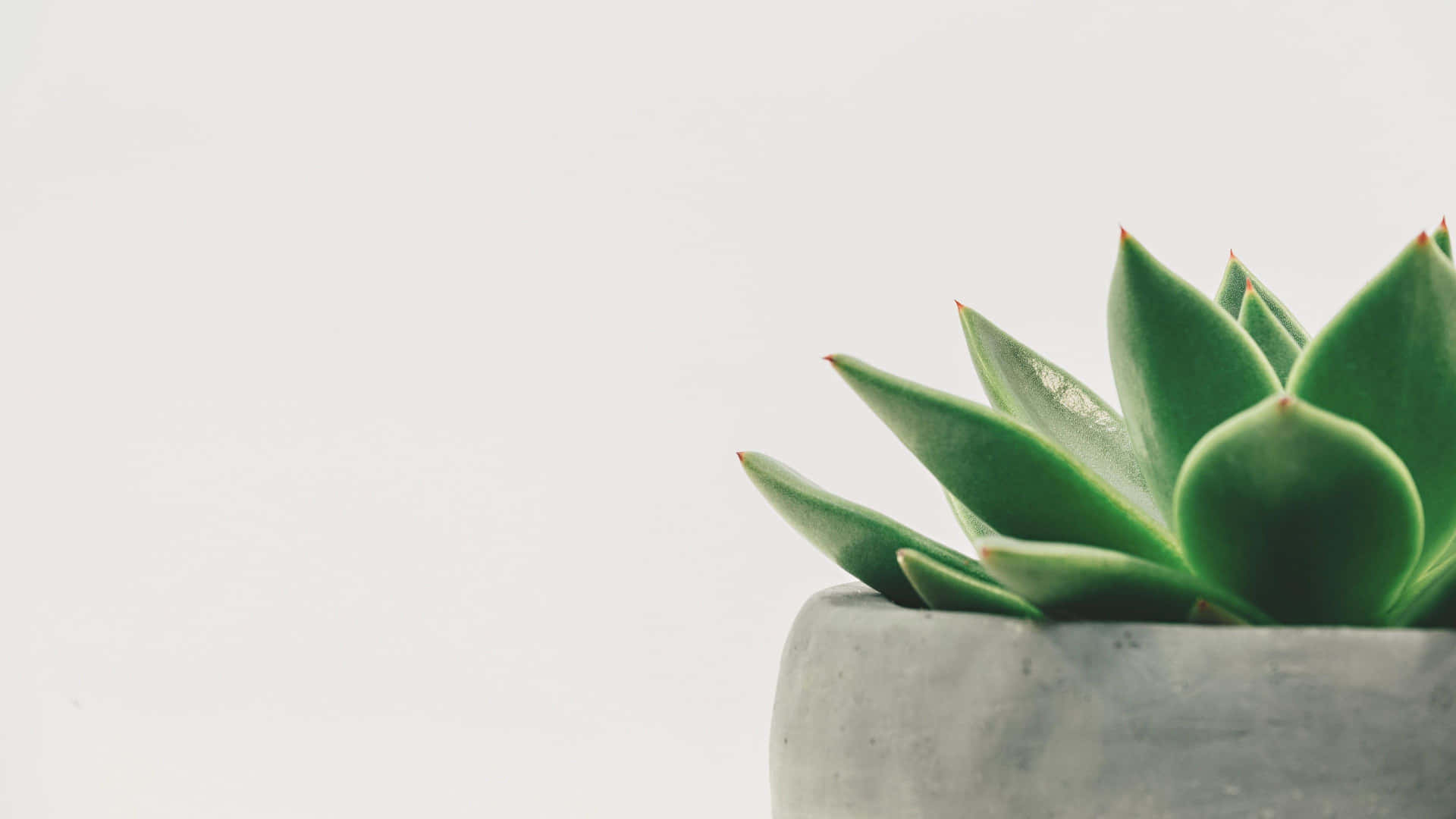 Potted Succulent Closeup Minimalist Plant Desktop Background