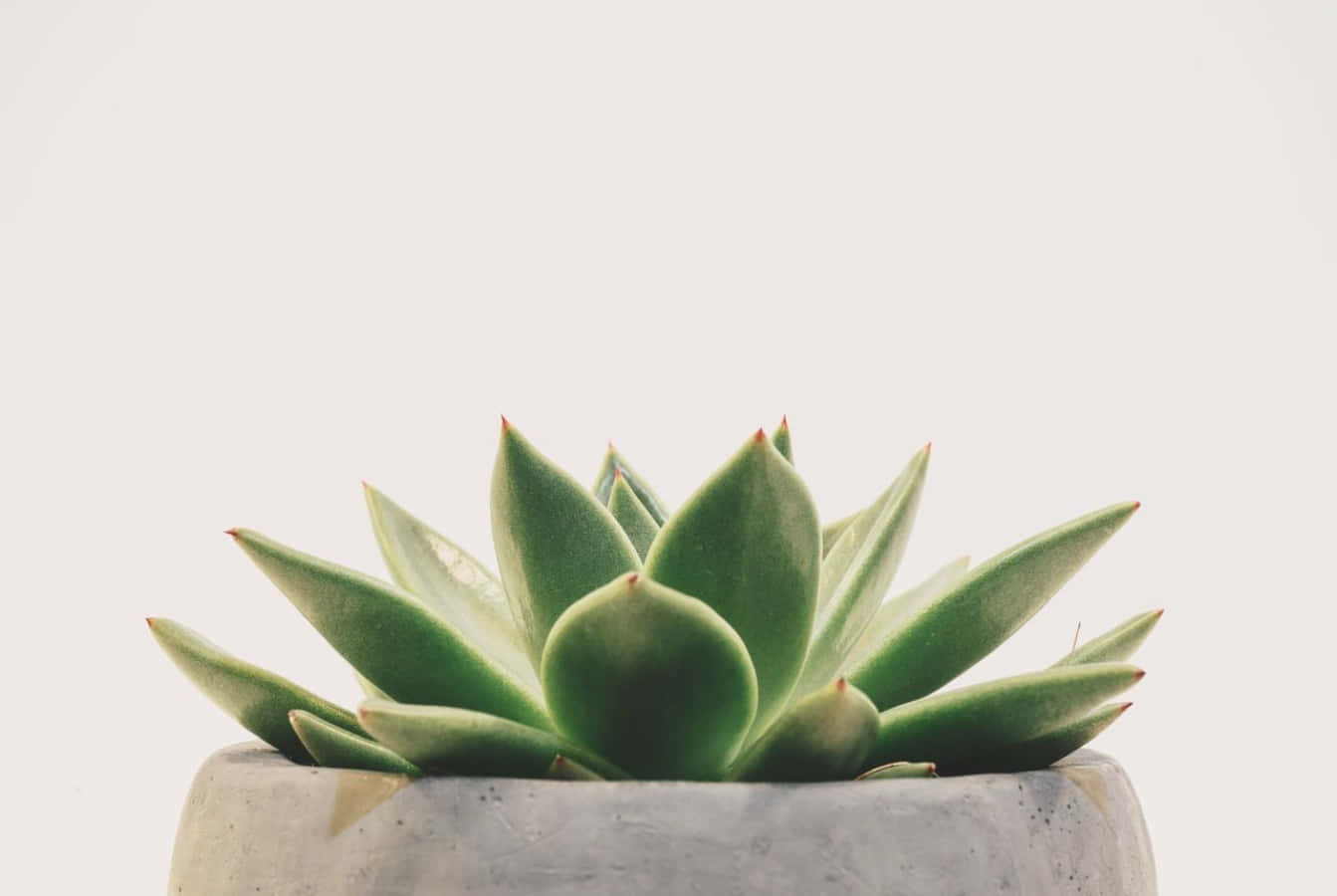 Potted Succulent Minimalist Plant Desktop Background