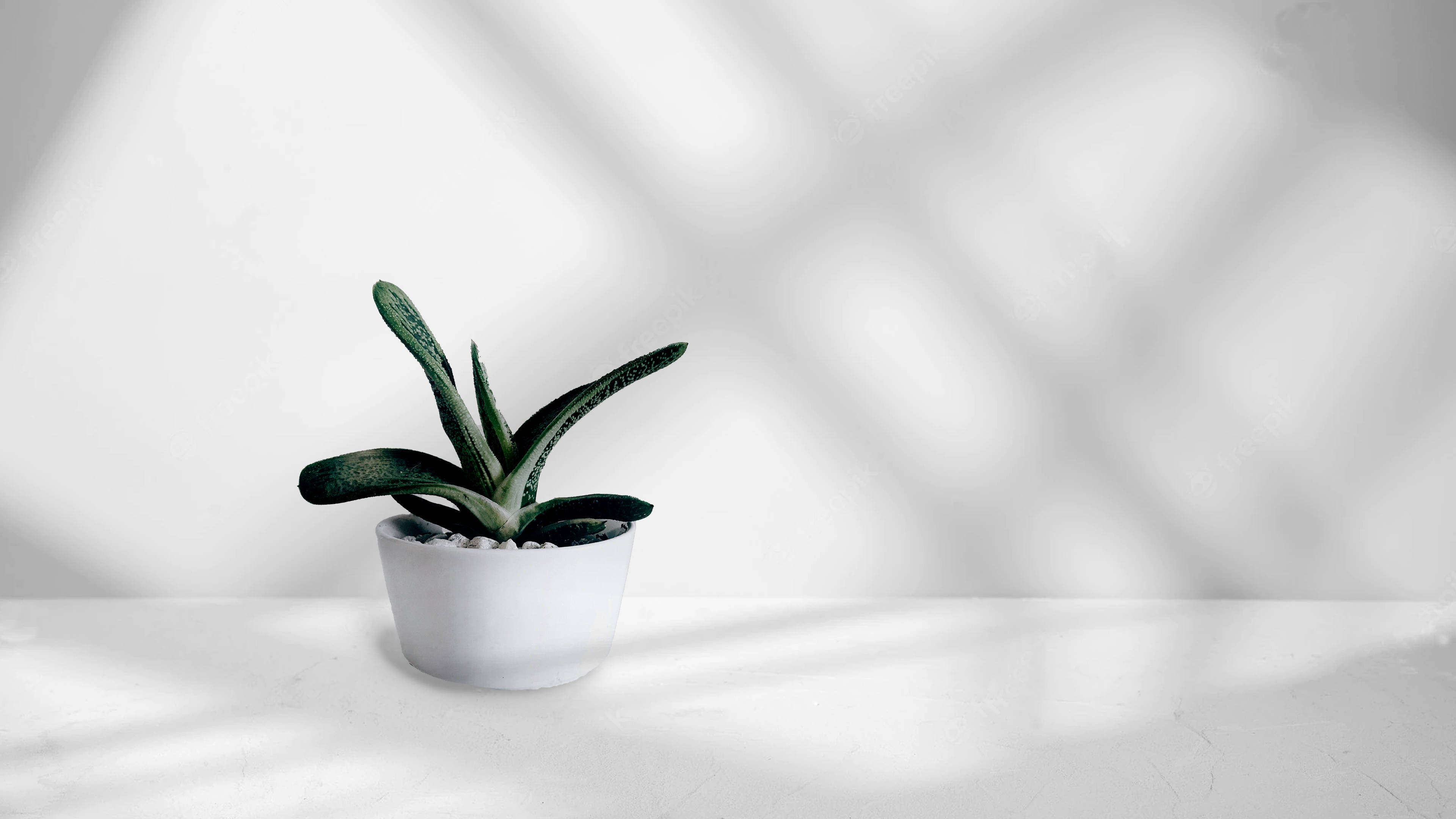 Potted Succulent Minimalist Plant Background