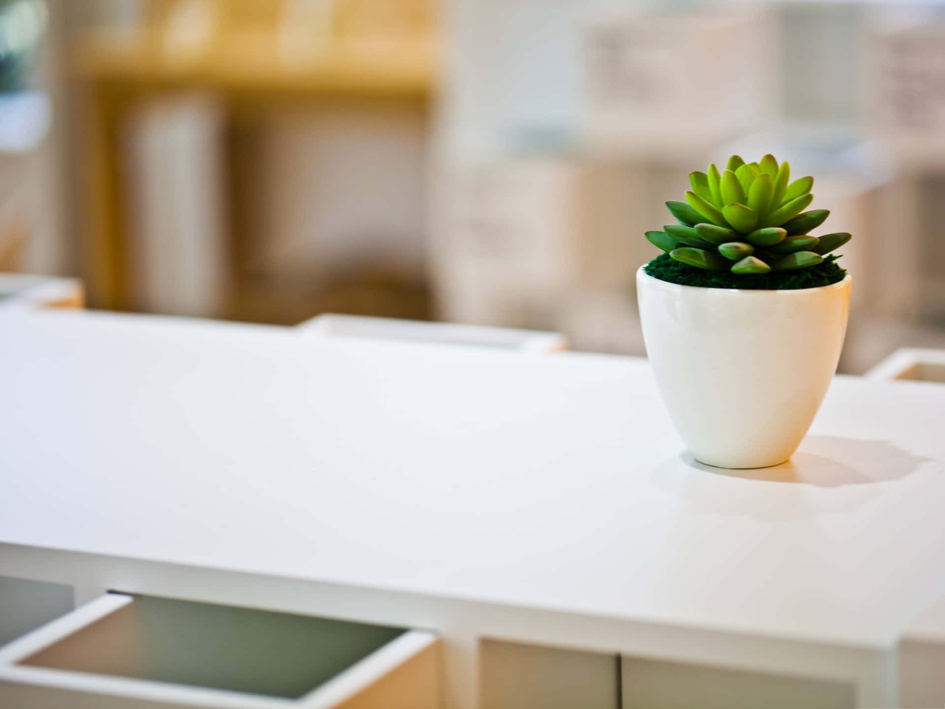 Potted Succulenton Desk Background