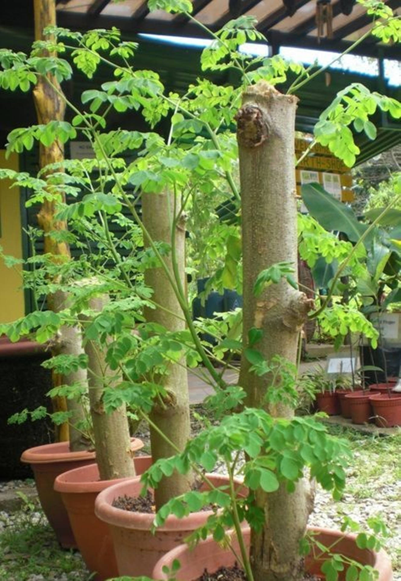 Potted Superfood Moringa Plants Background