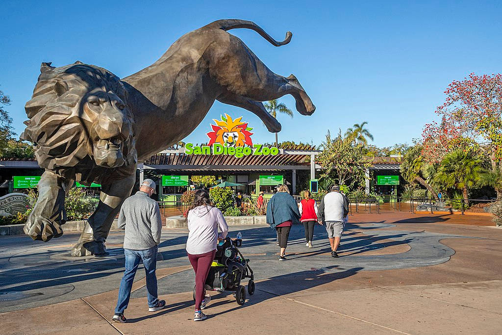 Pouncing Lion Statue San Diego Zoo Background