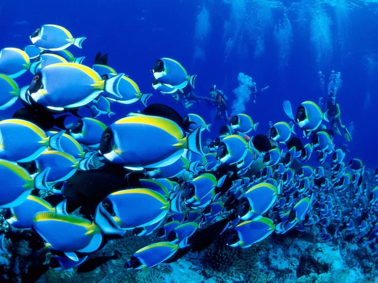 Powder Blue Tang Fish Desktop Background