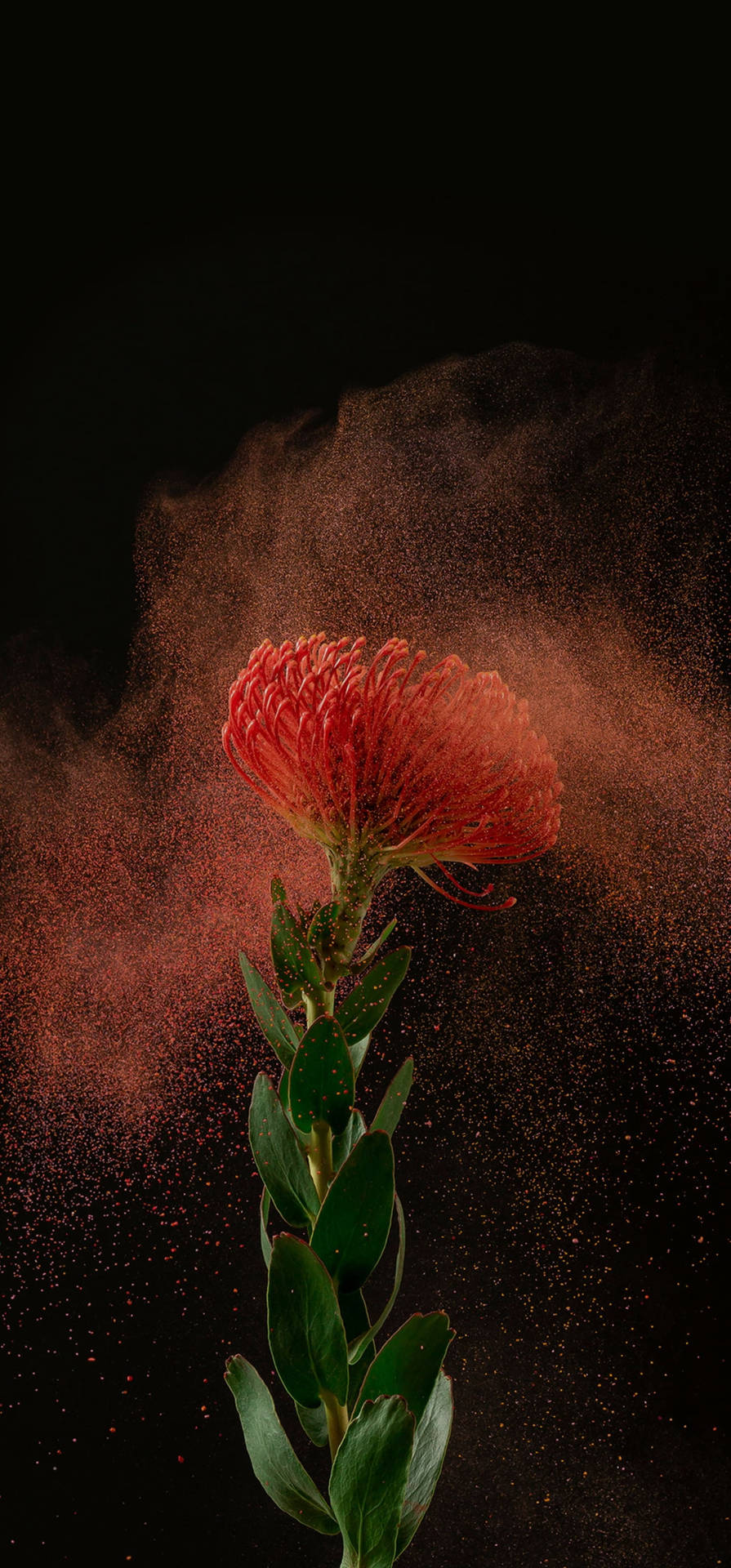 Powdered Pincushion Flower On Samsung Full Hd